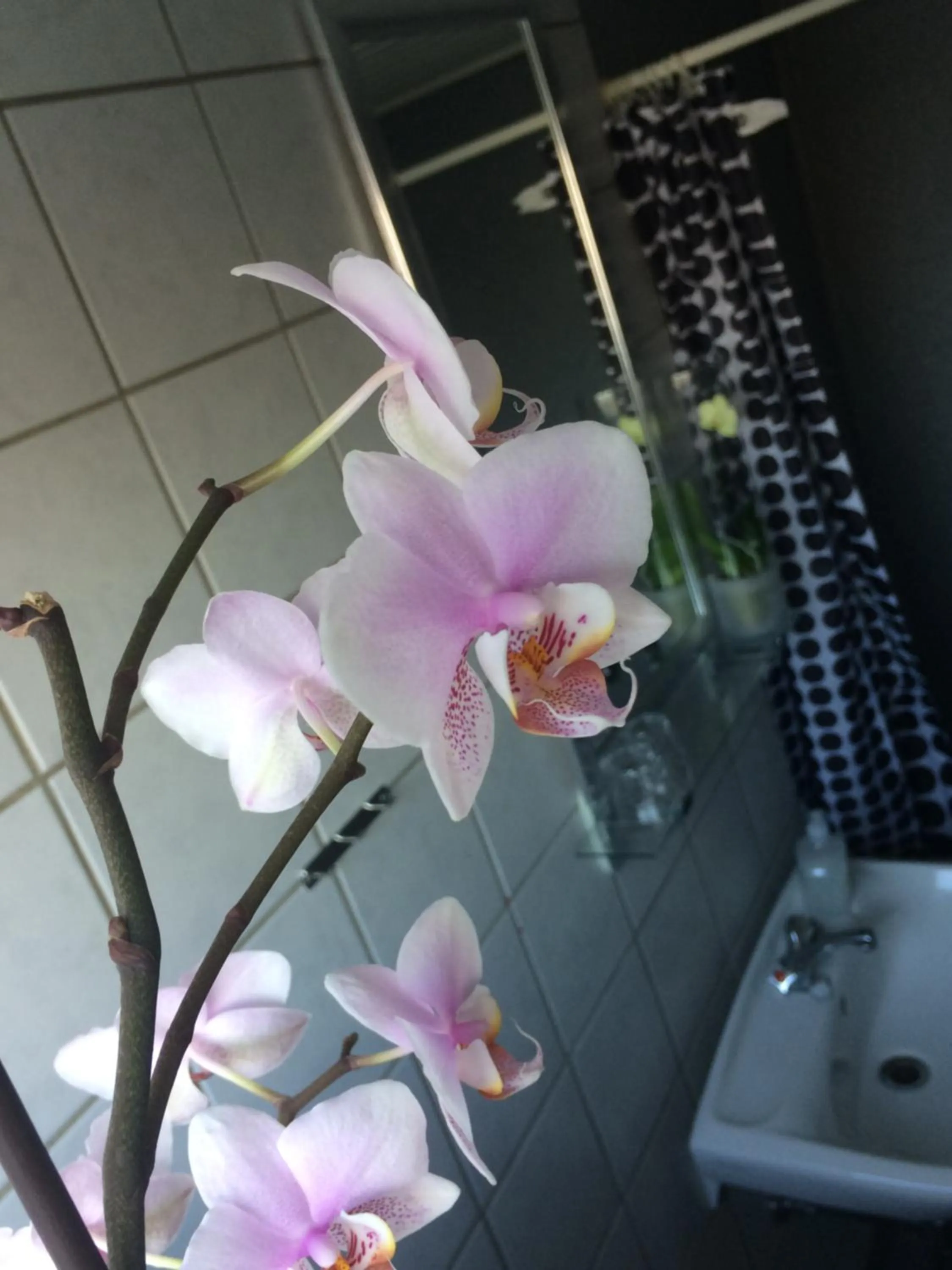 Shower in Hotel Ribe