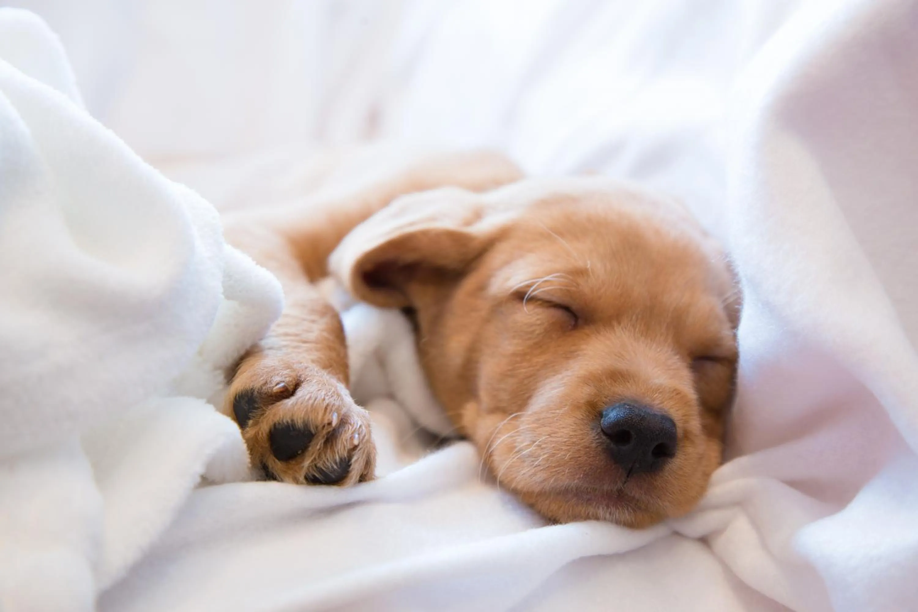 Pets in Coorg Marriott Resort & Spa