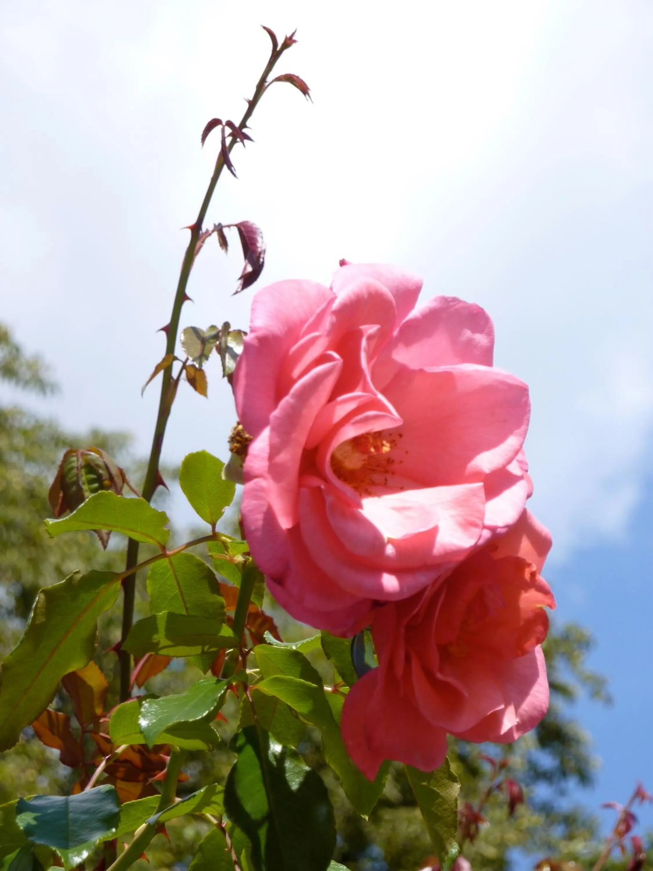 View (from property/room) in Hotel Waldfriede