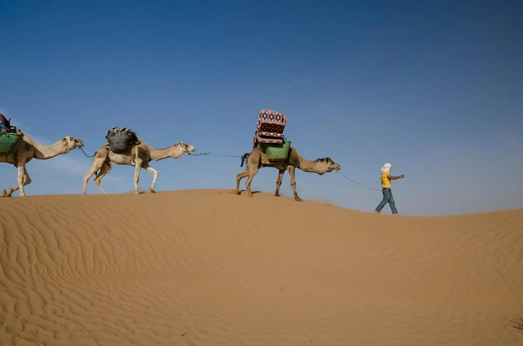 Animals in Tinfou desert camp