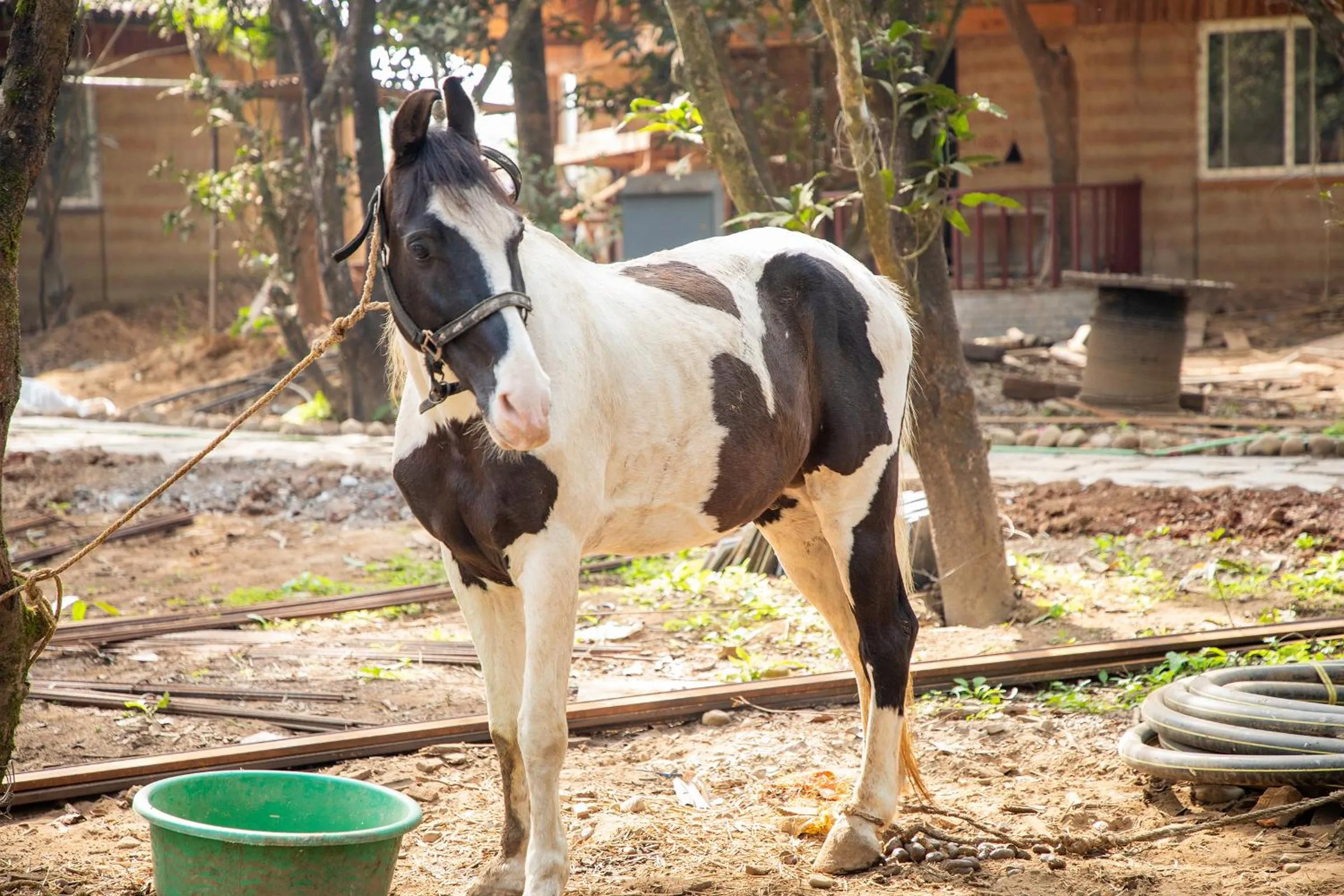 Horse-riding in Bagaicha Adventure Resort