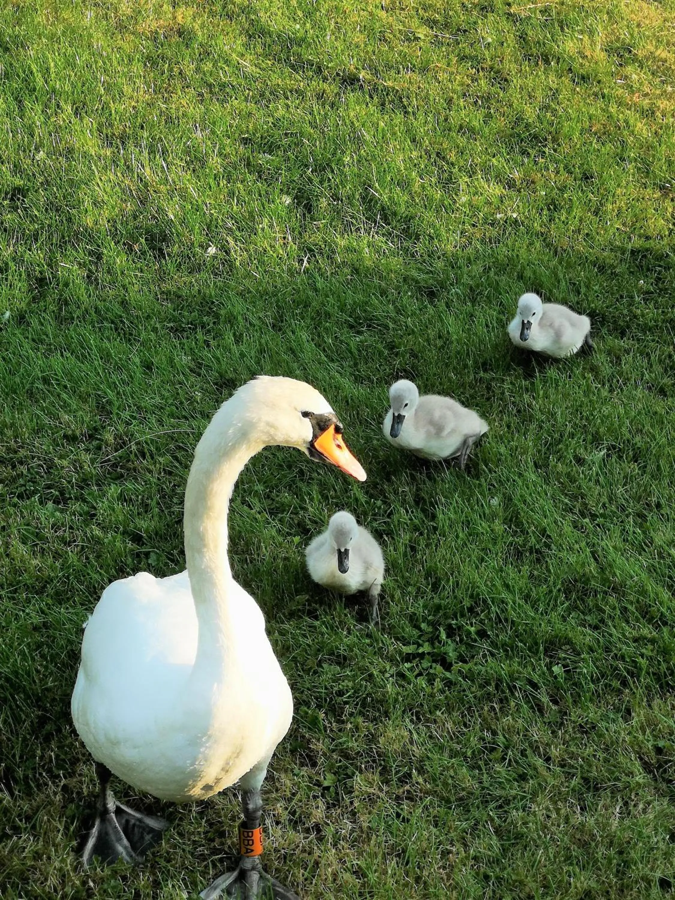 Summer in Bend in the River Lodge