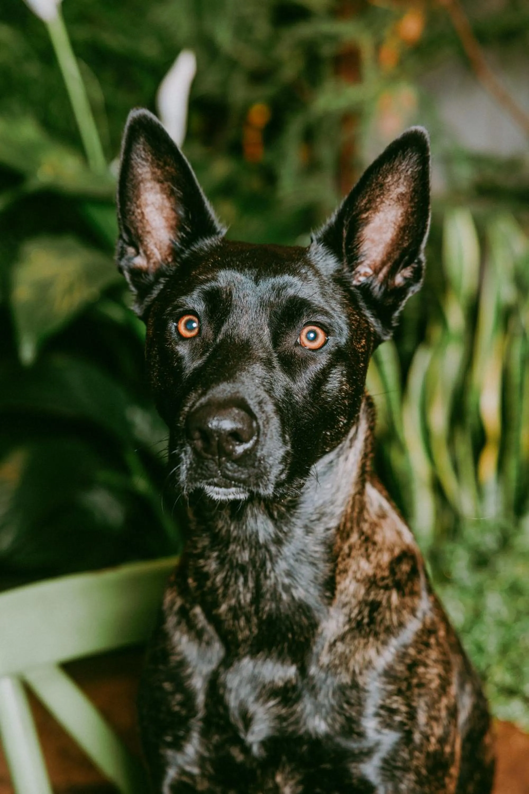 Animals in kerii - adults boutique hotel