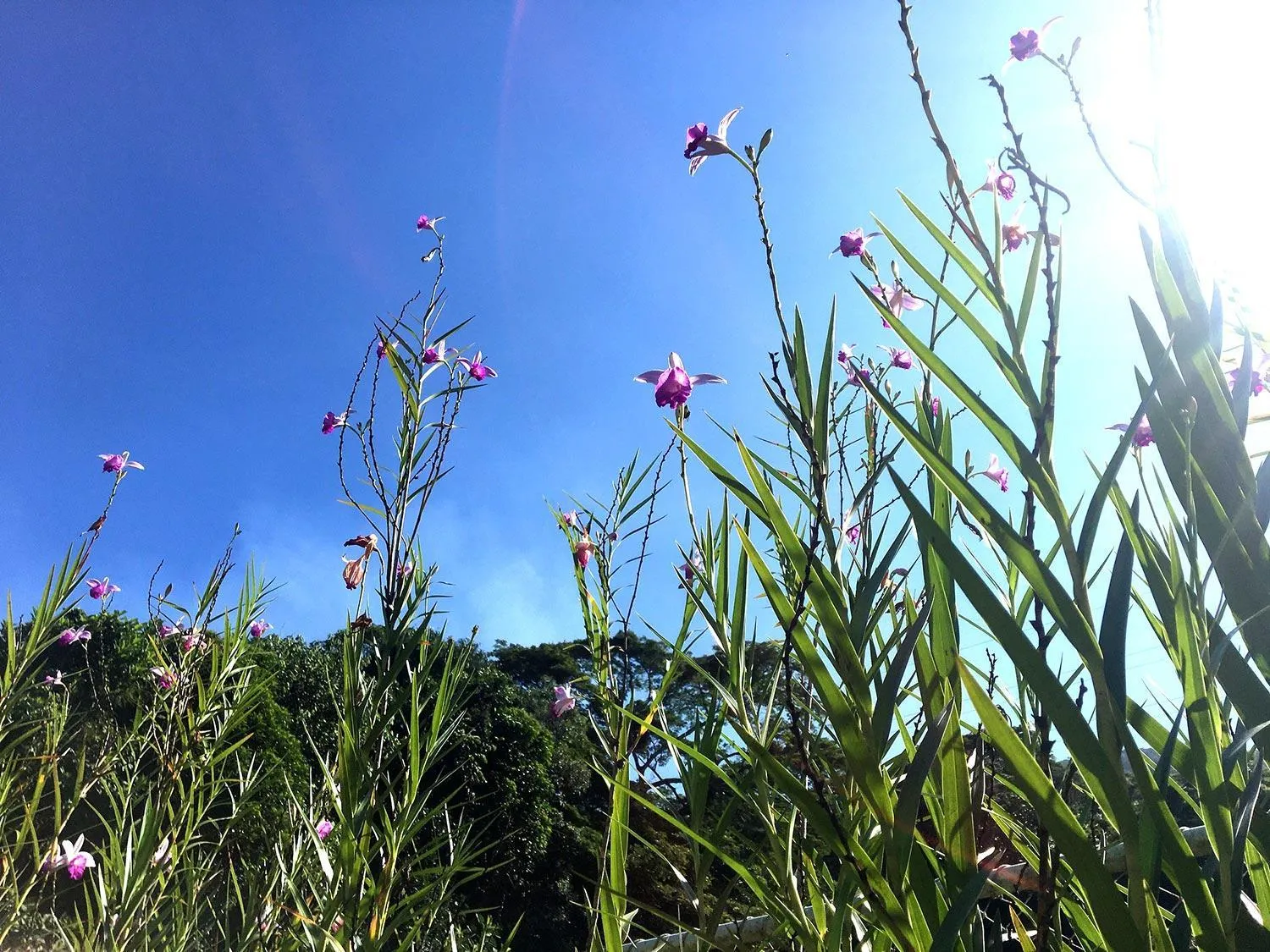 Natural landscape in Vila Praiana