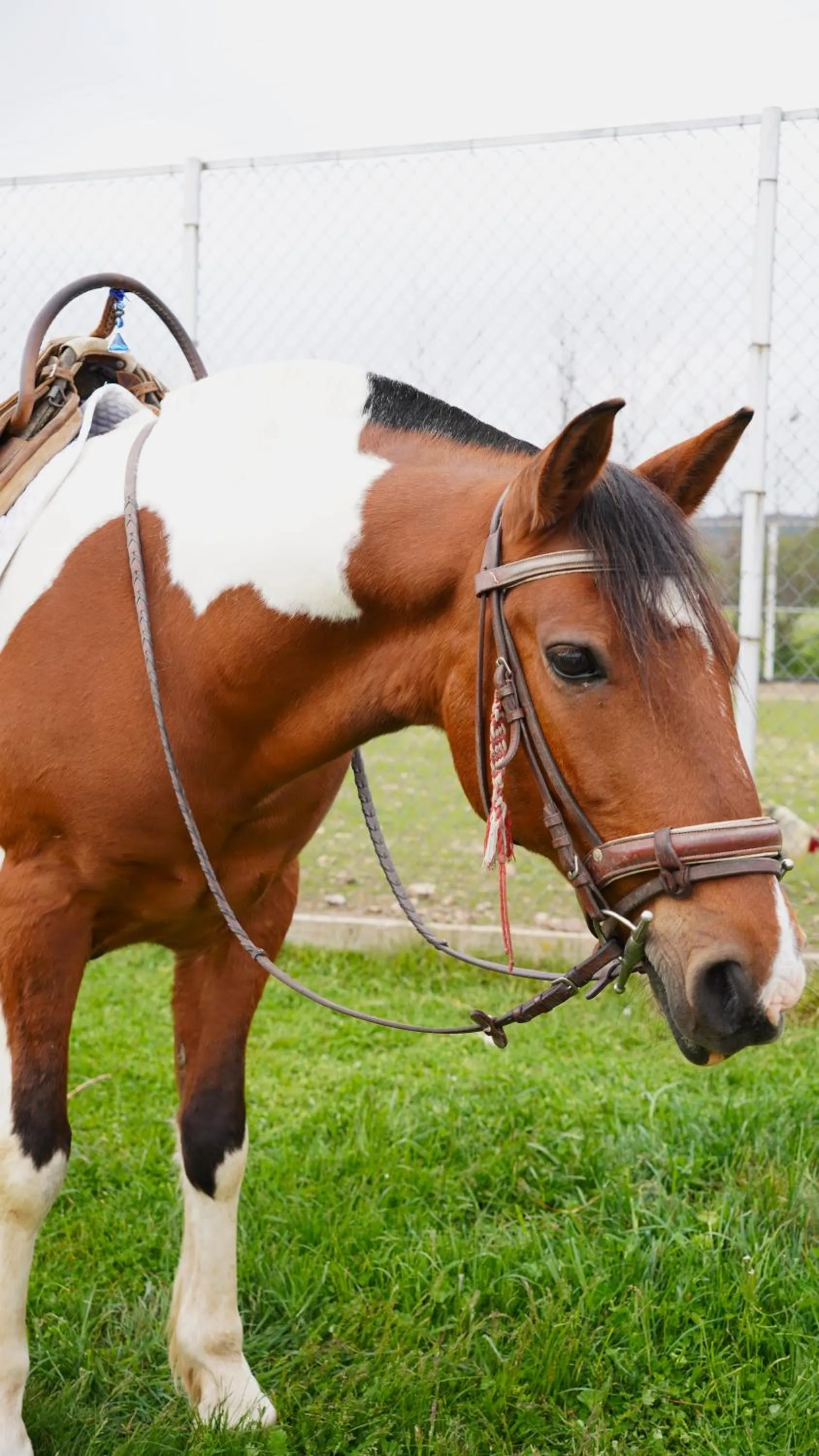 Horse-riding in The Wind Mills Hydropark