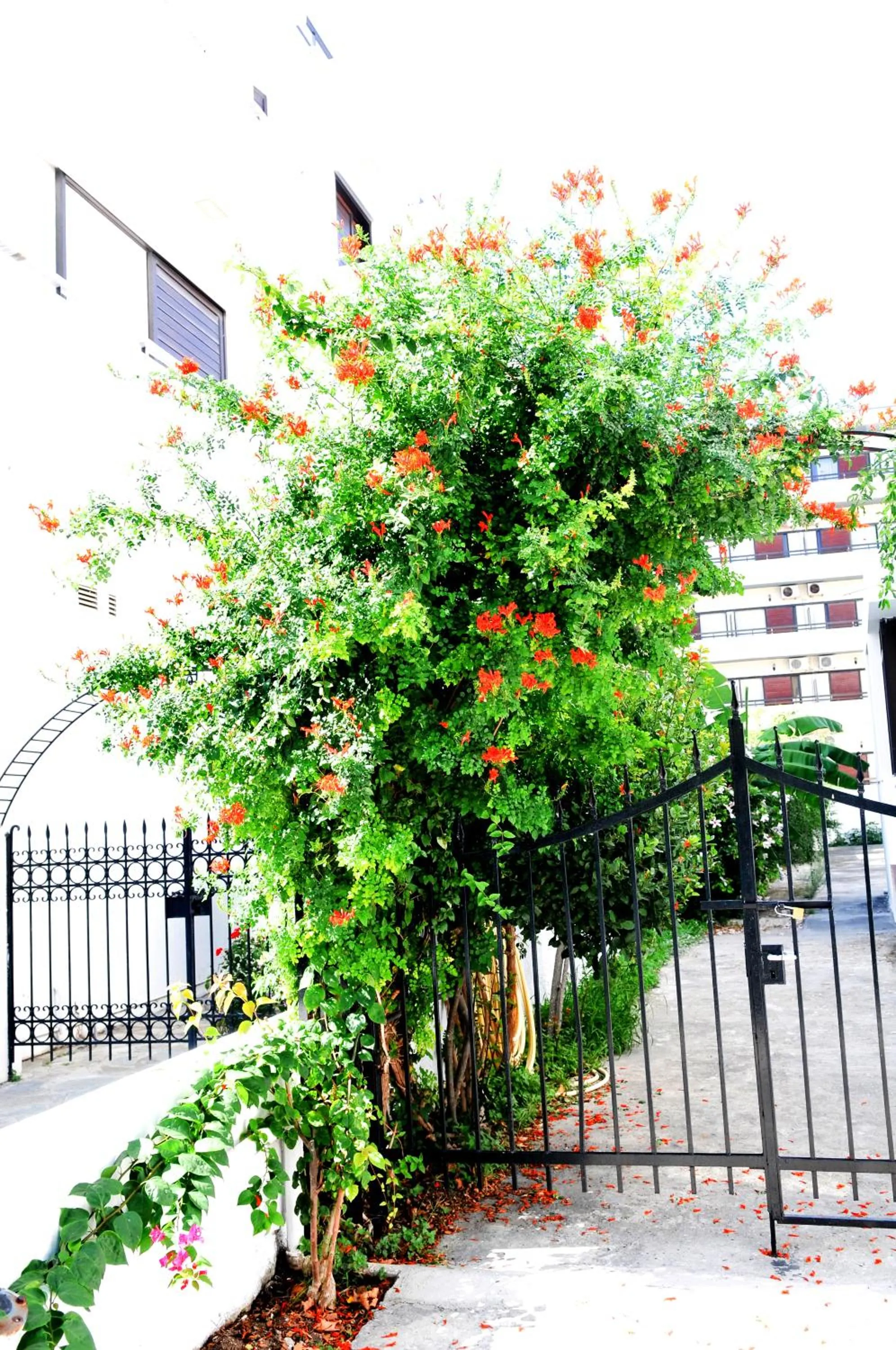 Facade/entrance in Aegeon Hotel - Adults Only