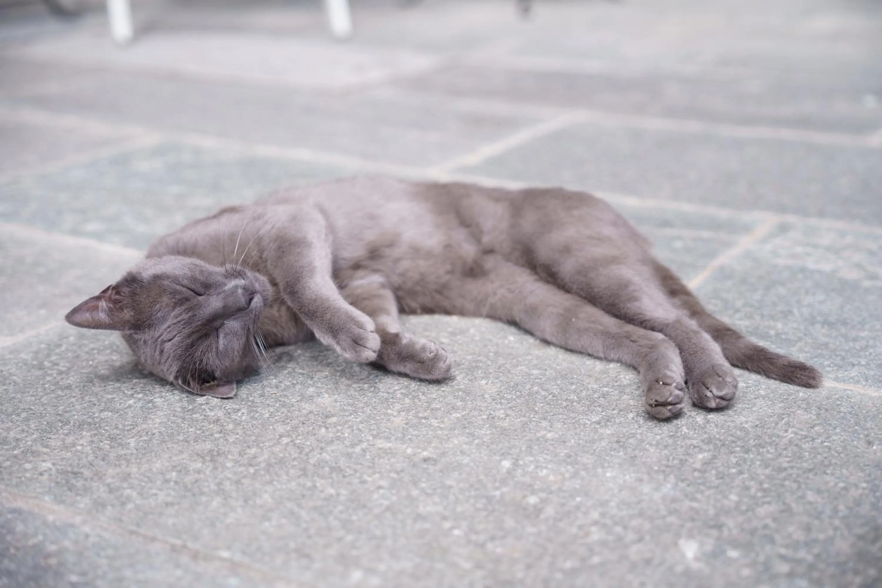 Agriturismo La Galizia