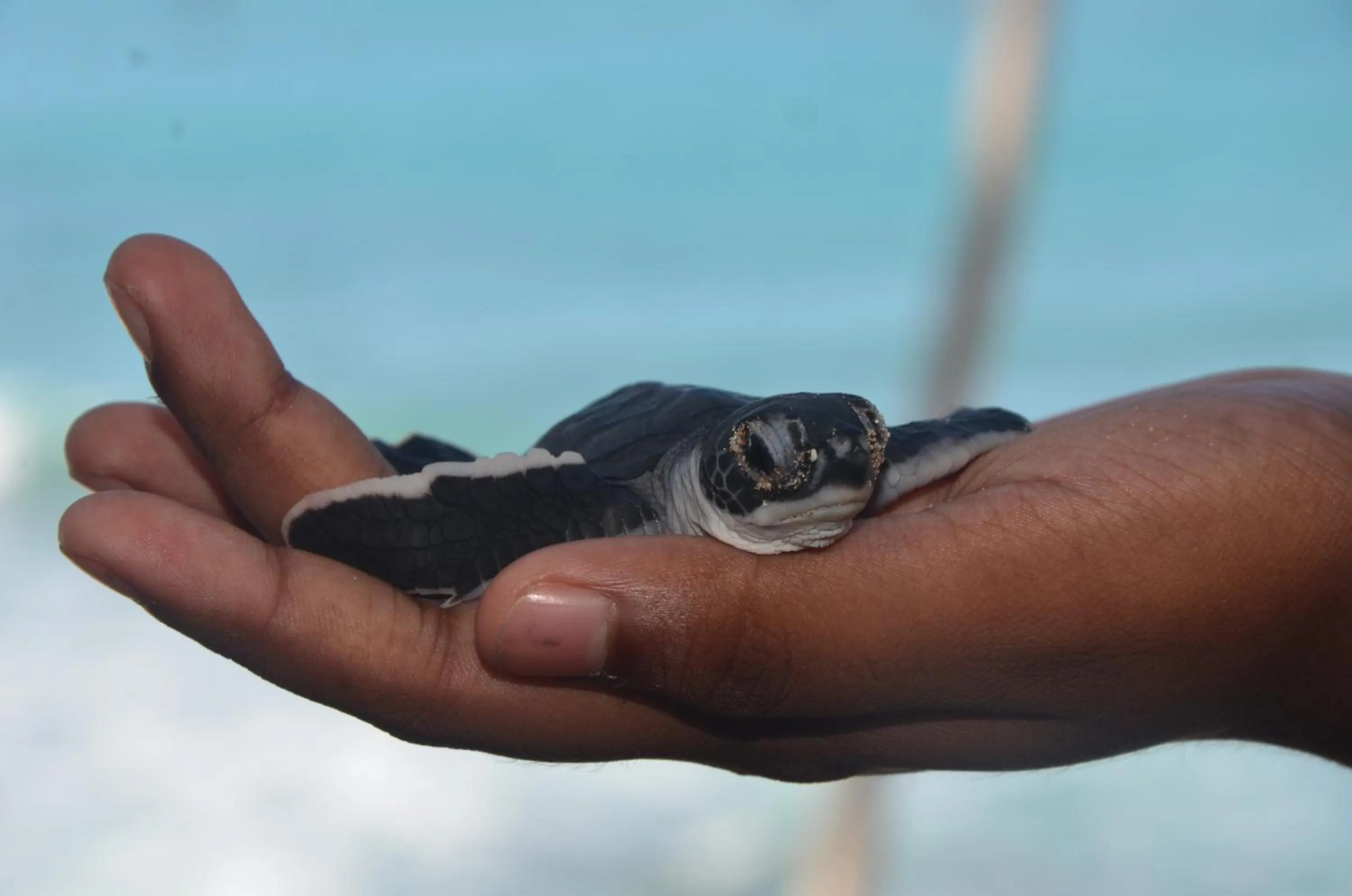Animals in Cool Beach Hotel