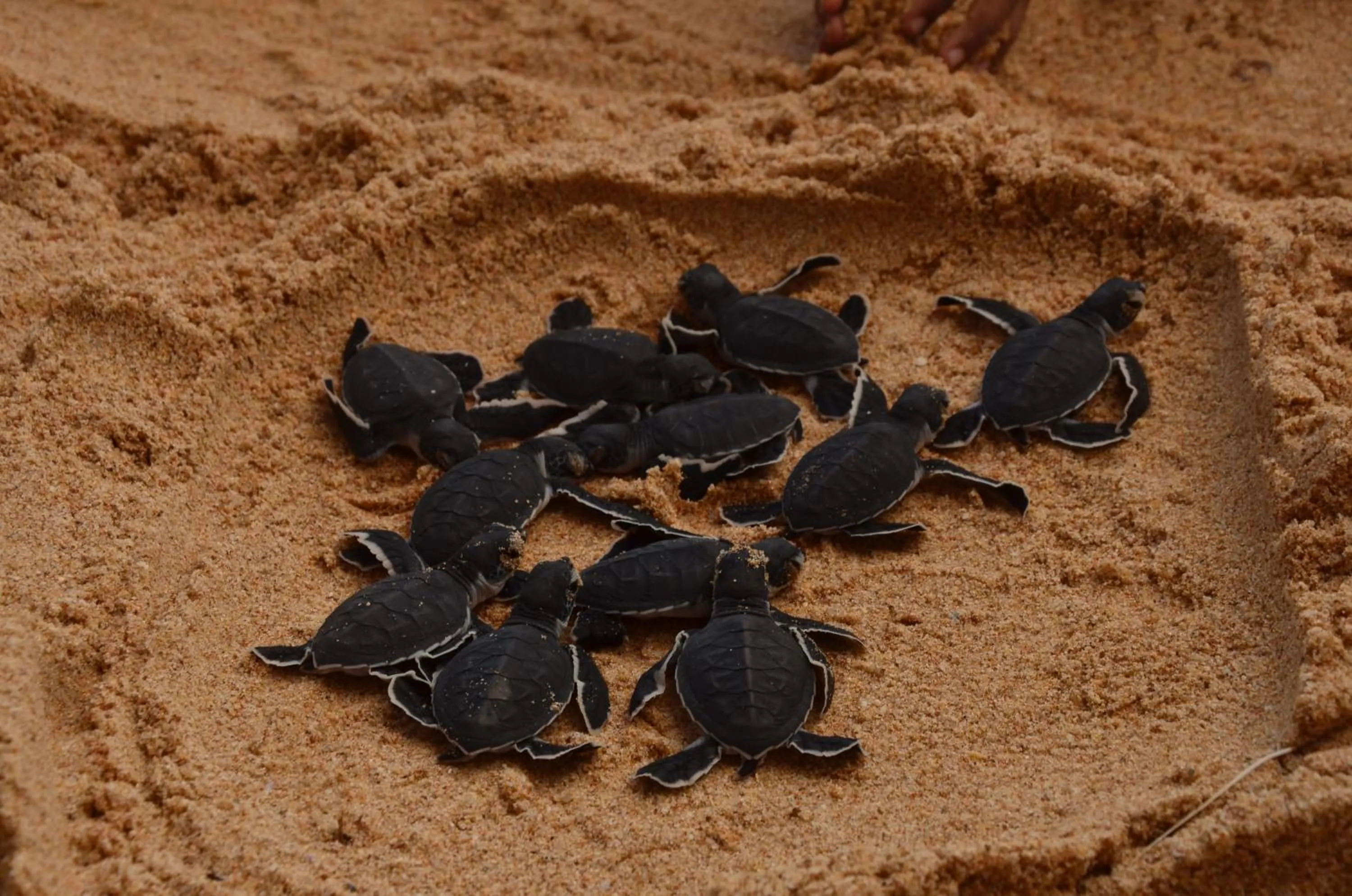 Animals in Cool Beach Hotel