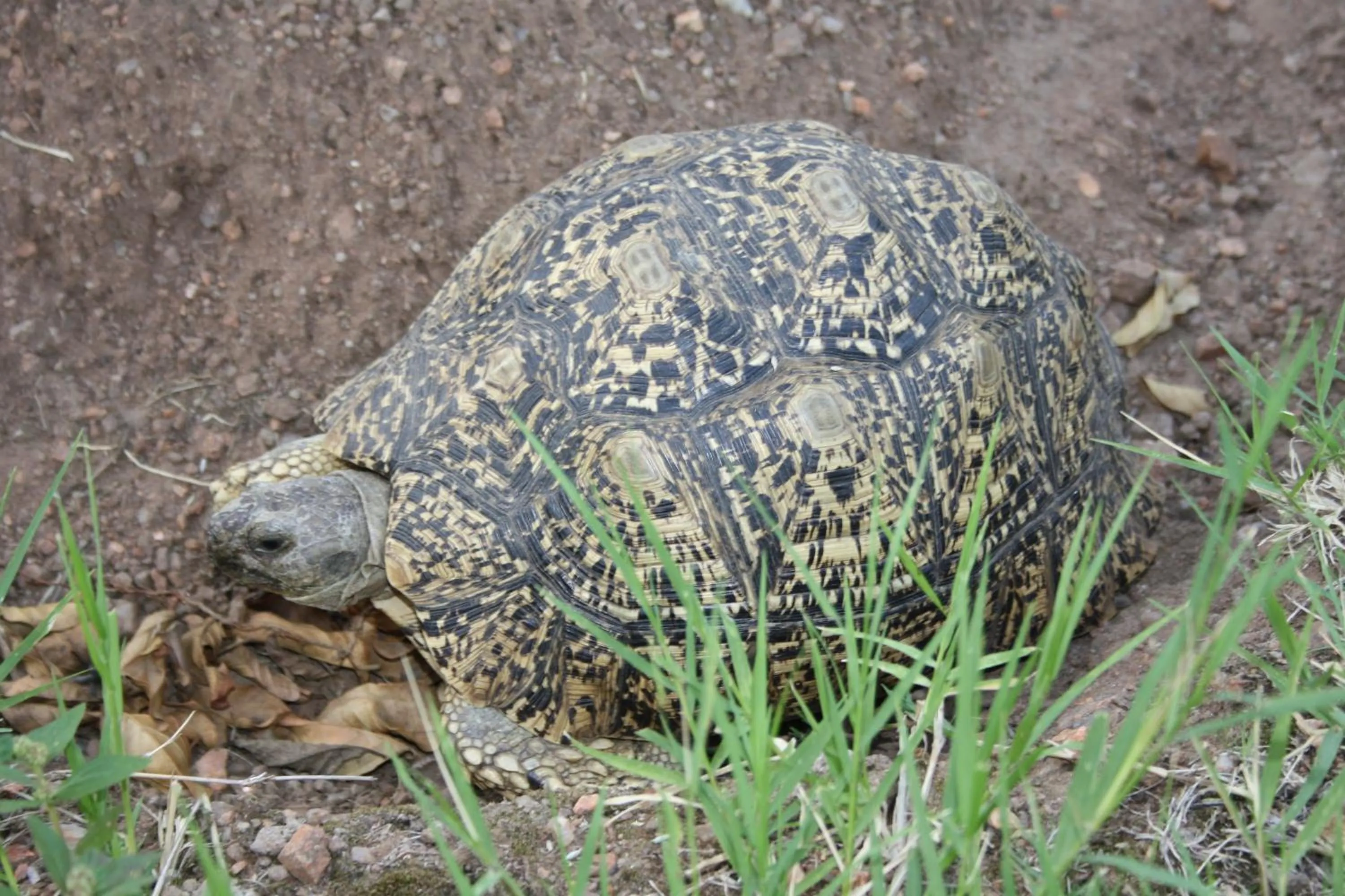 Garden in Normann Safari Bush Lodge