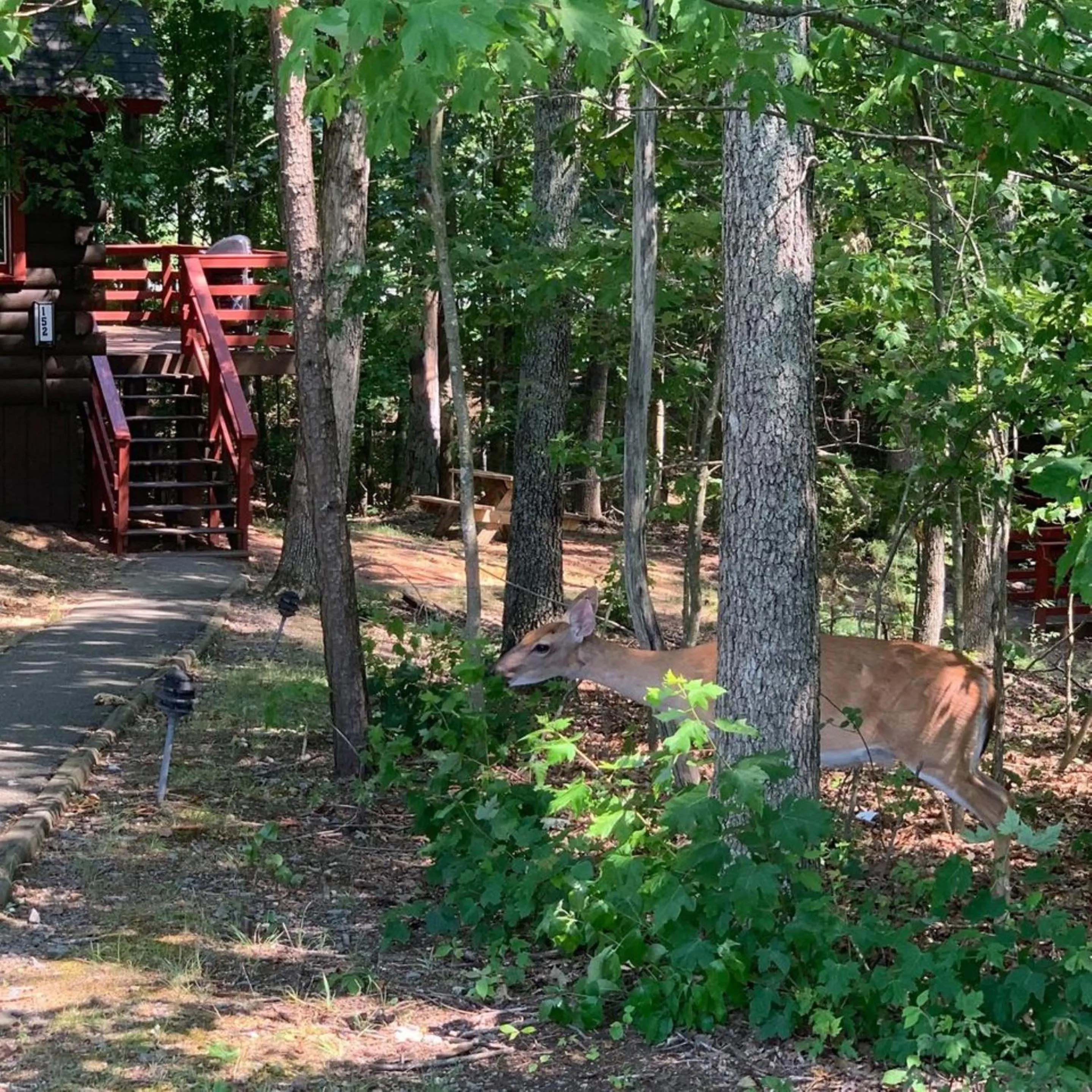 Garden in Shenandoah Wilderness Traveler