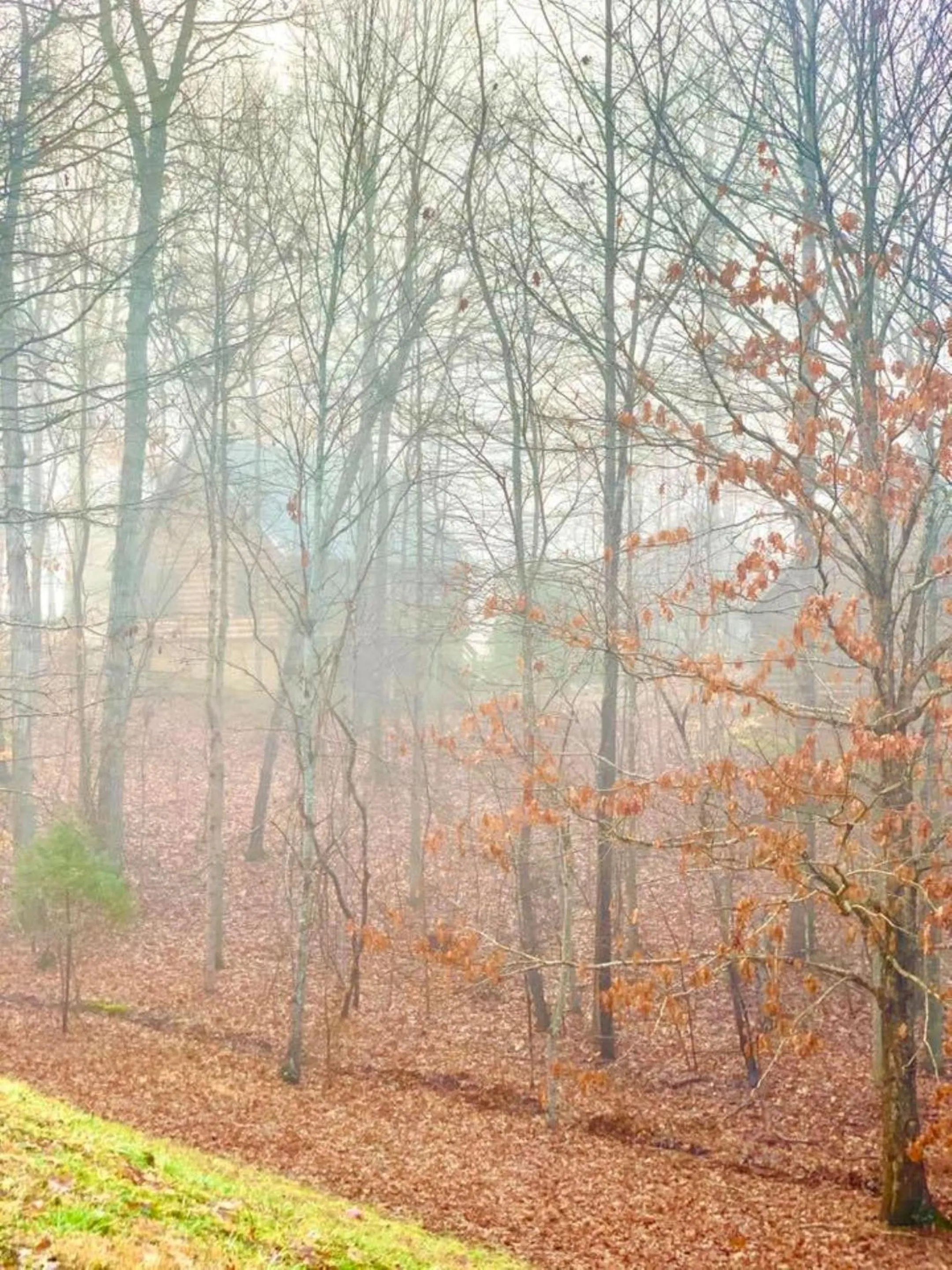 Garden in Shenandoah Wilderness Traveler
