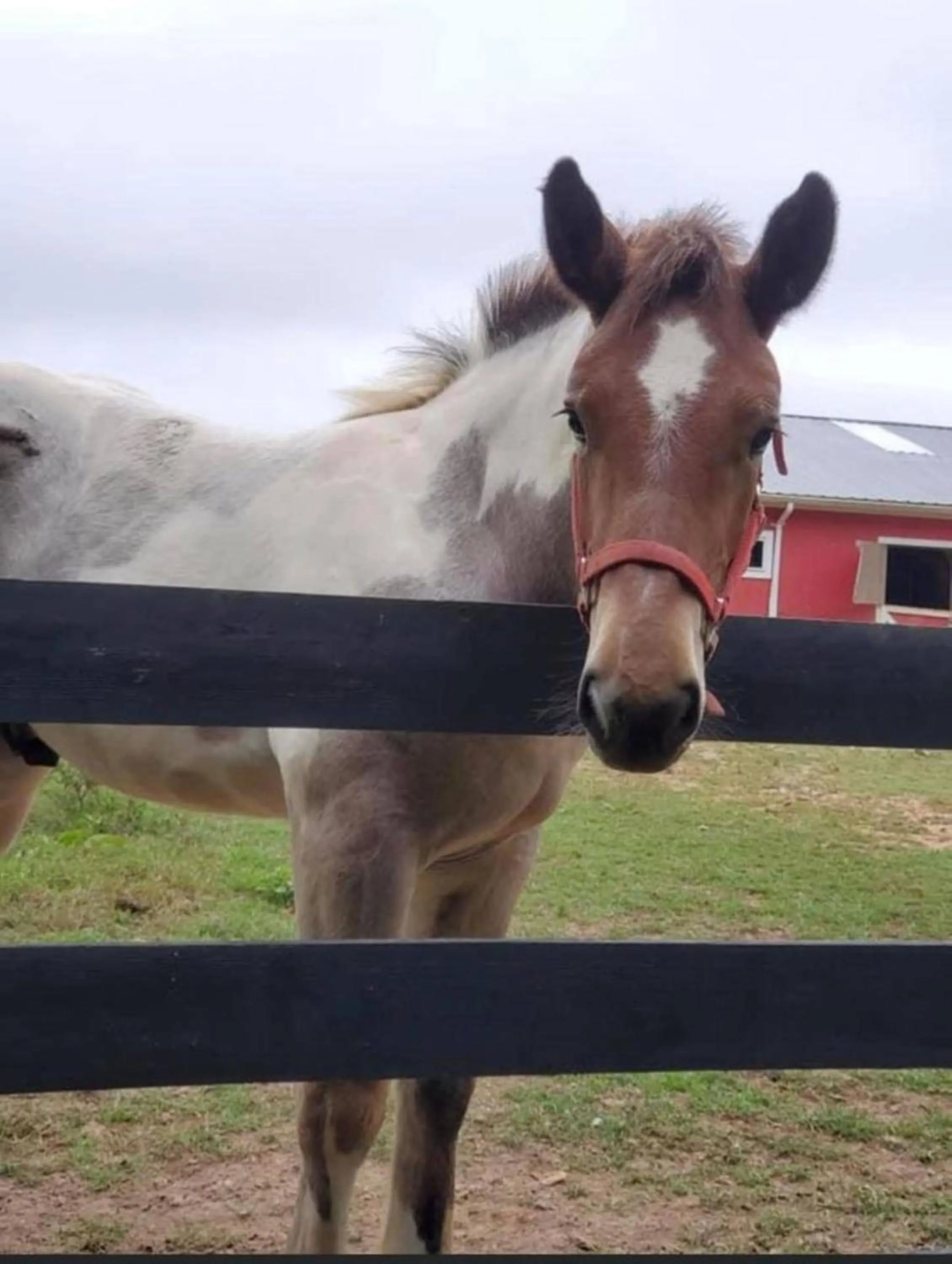 Horse-riding in Shenandoah Wilderness Traveler
