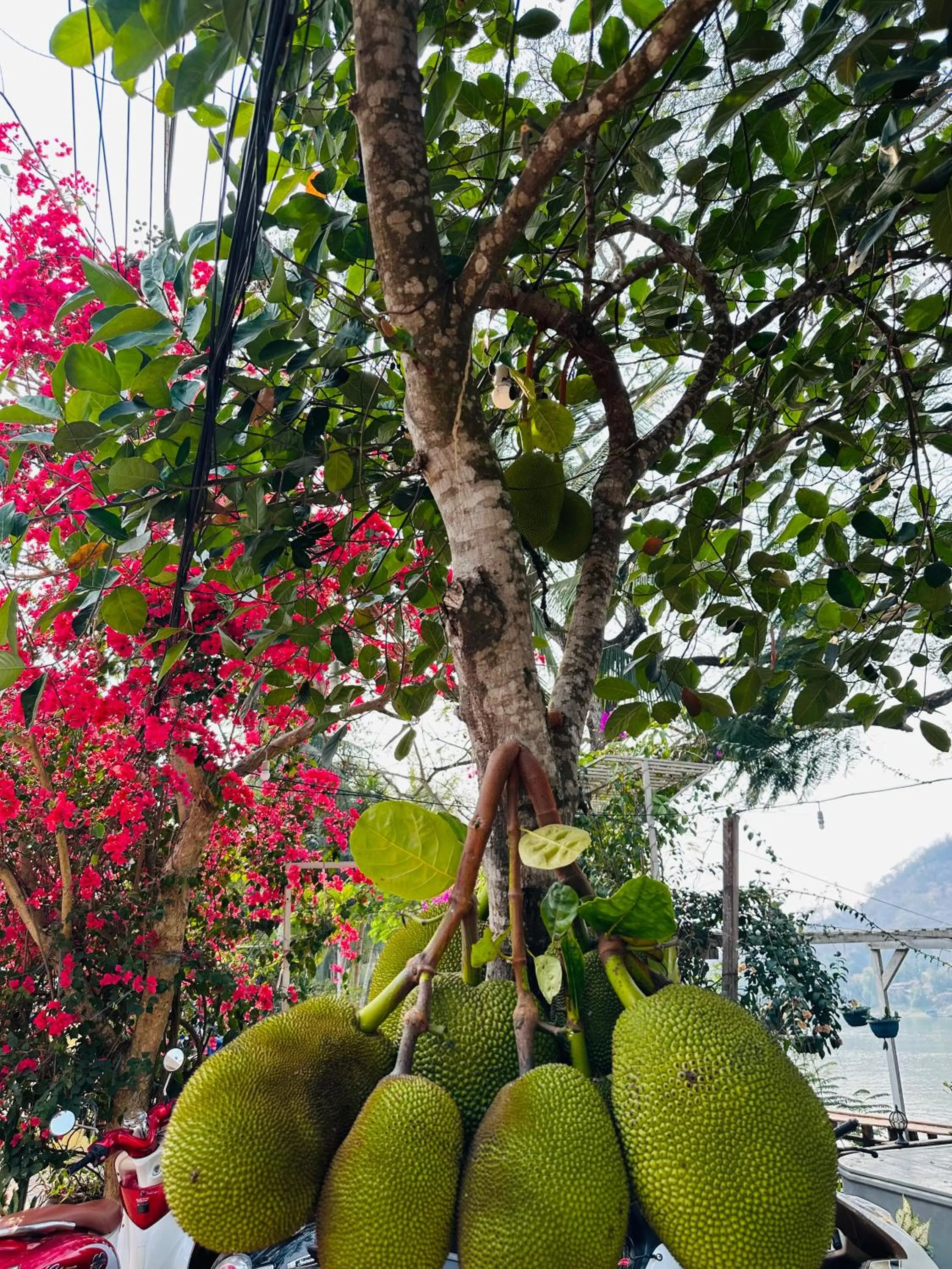 Natural landscape in Villa Phonethip Mekong Riverside