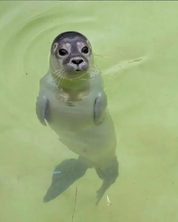 Animals in Fletcher Hotel Restaurant Koogerend