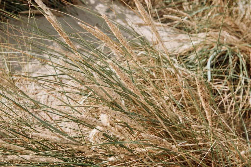 Natural landscape in Fletcher Hotel Restaurant Koogerend