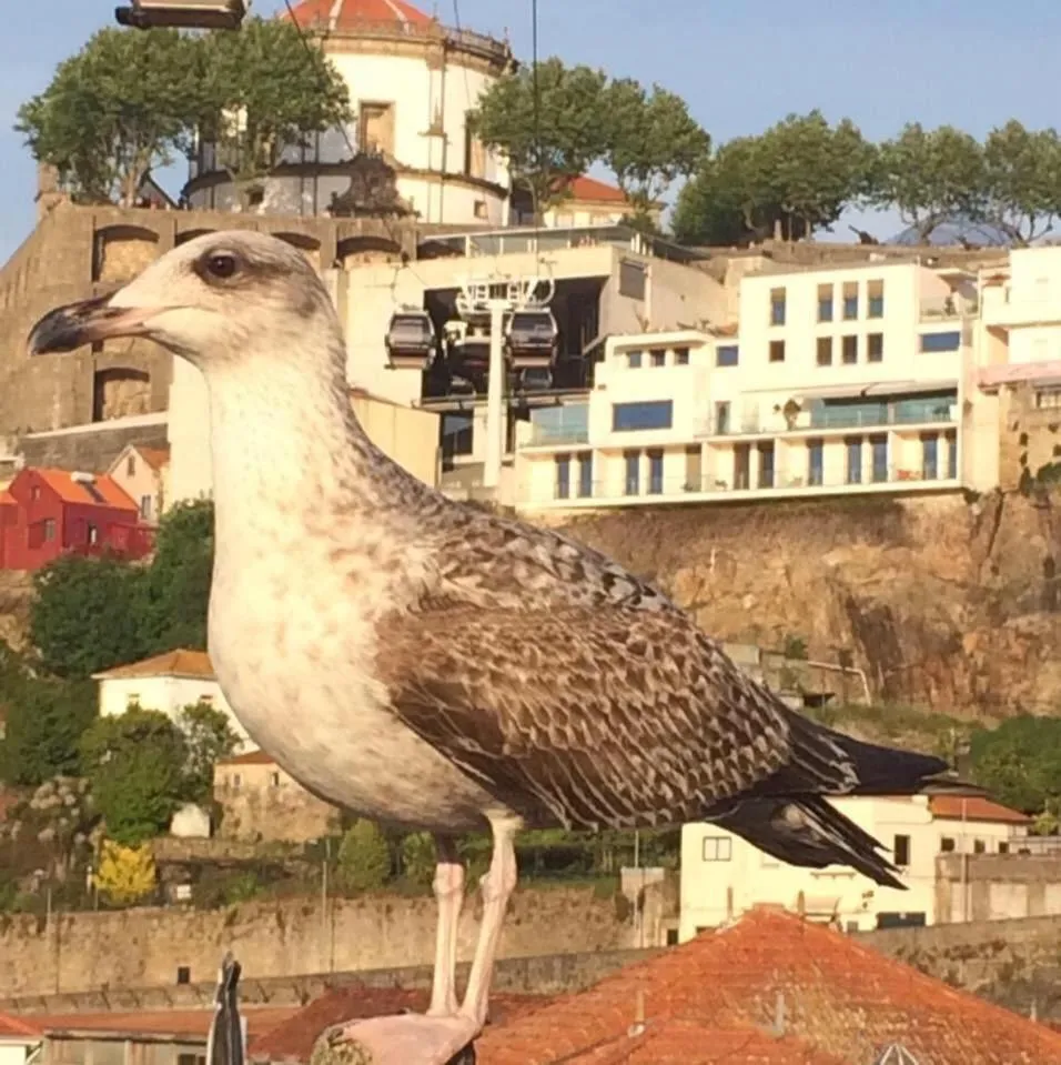 Oporto, sea view and marina