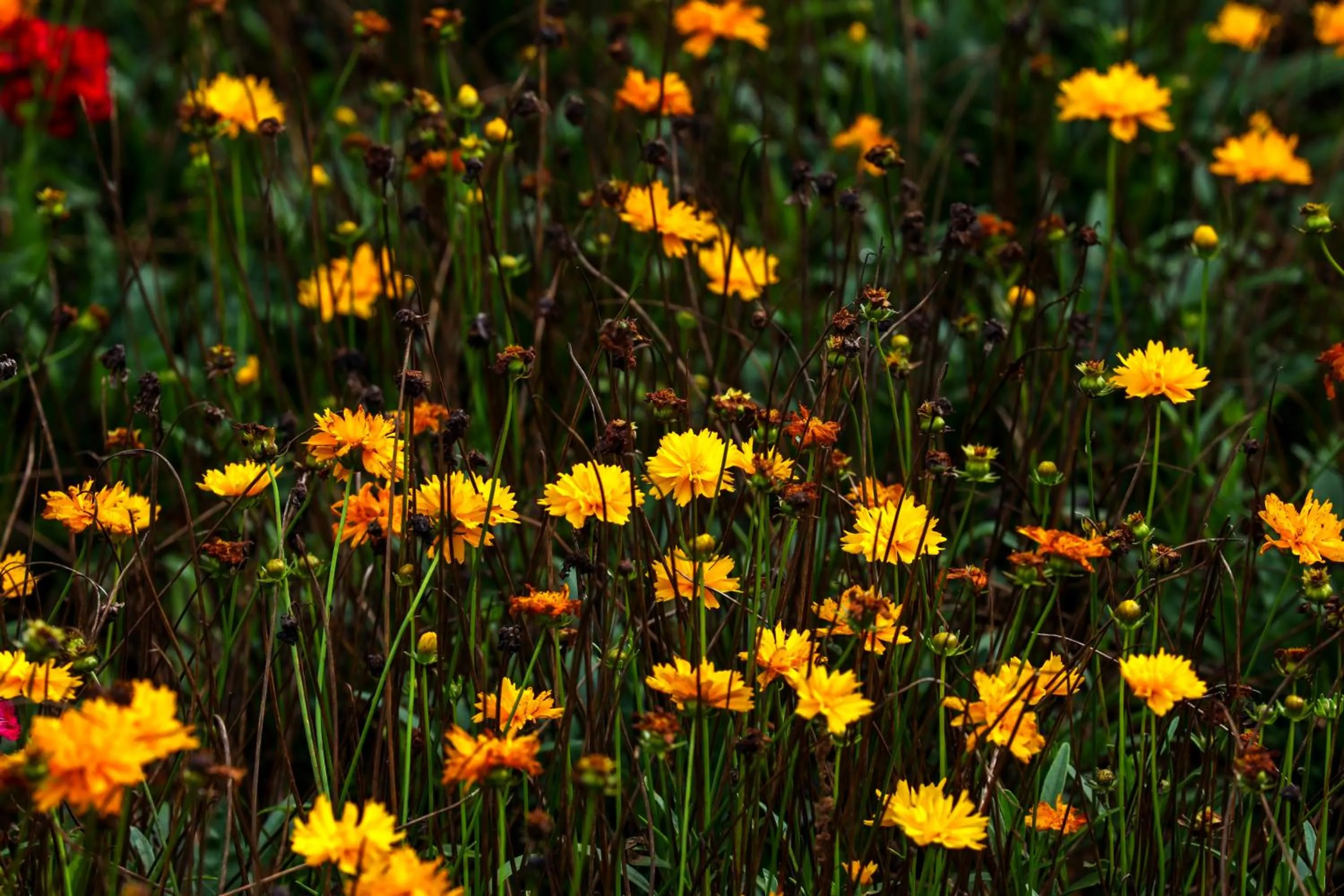 Spring in Lockhart Bungalow Munnar - A CGH Earth SAHA Experience