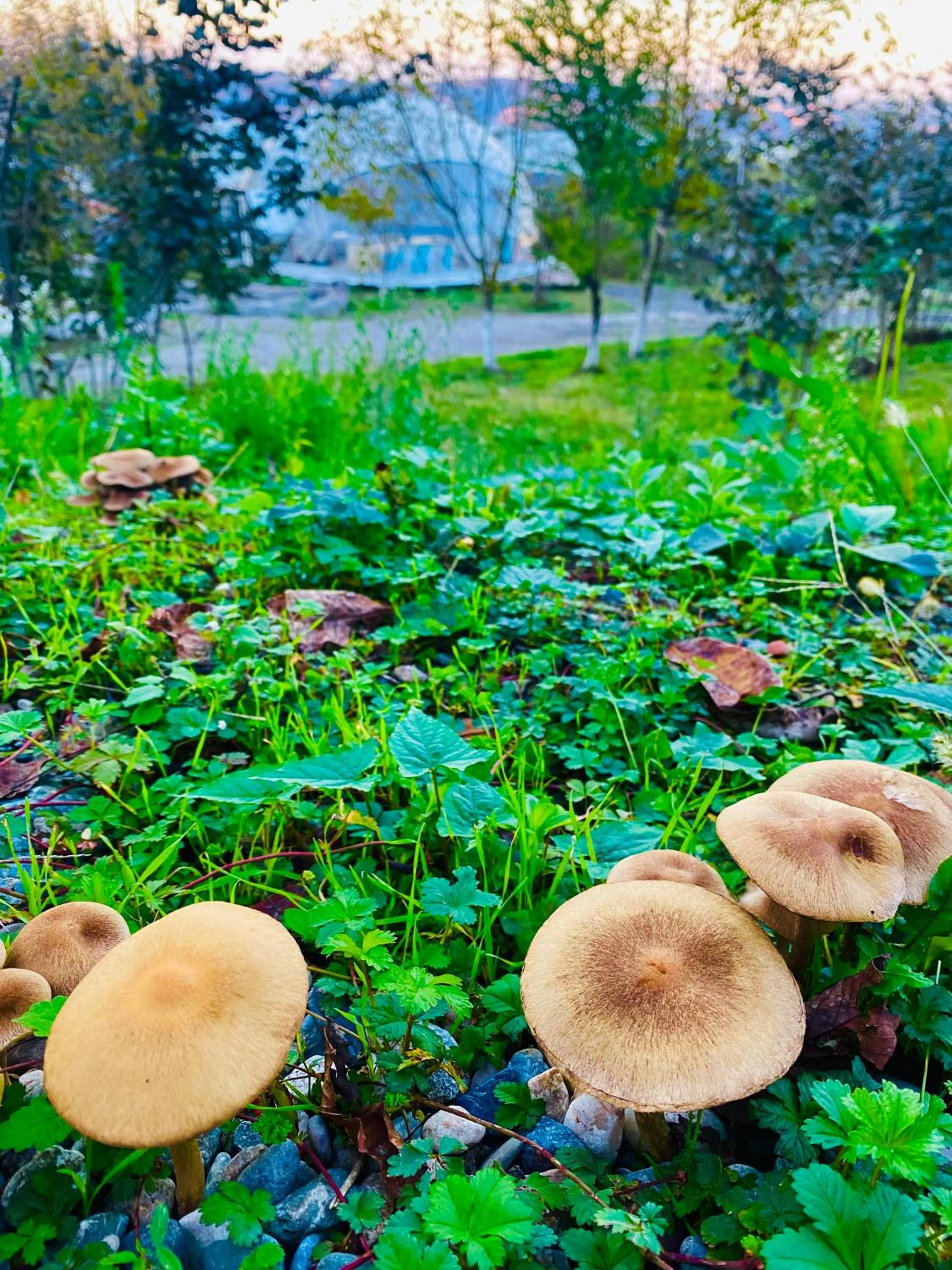 Phalesia Glamping Otel