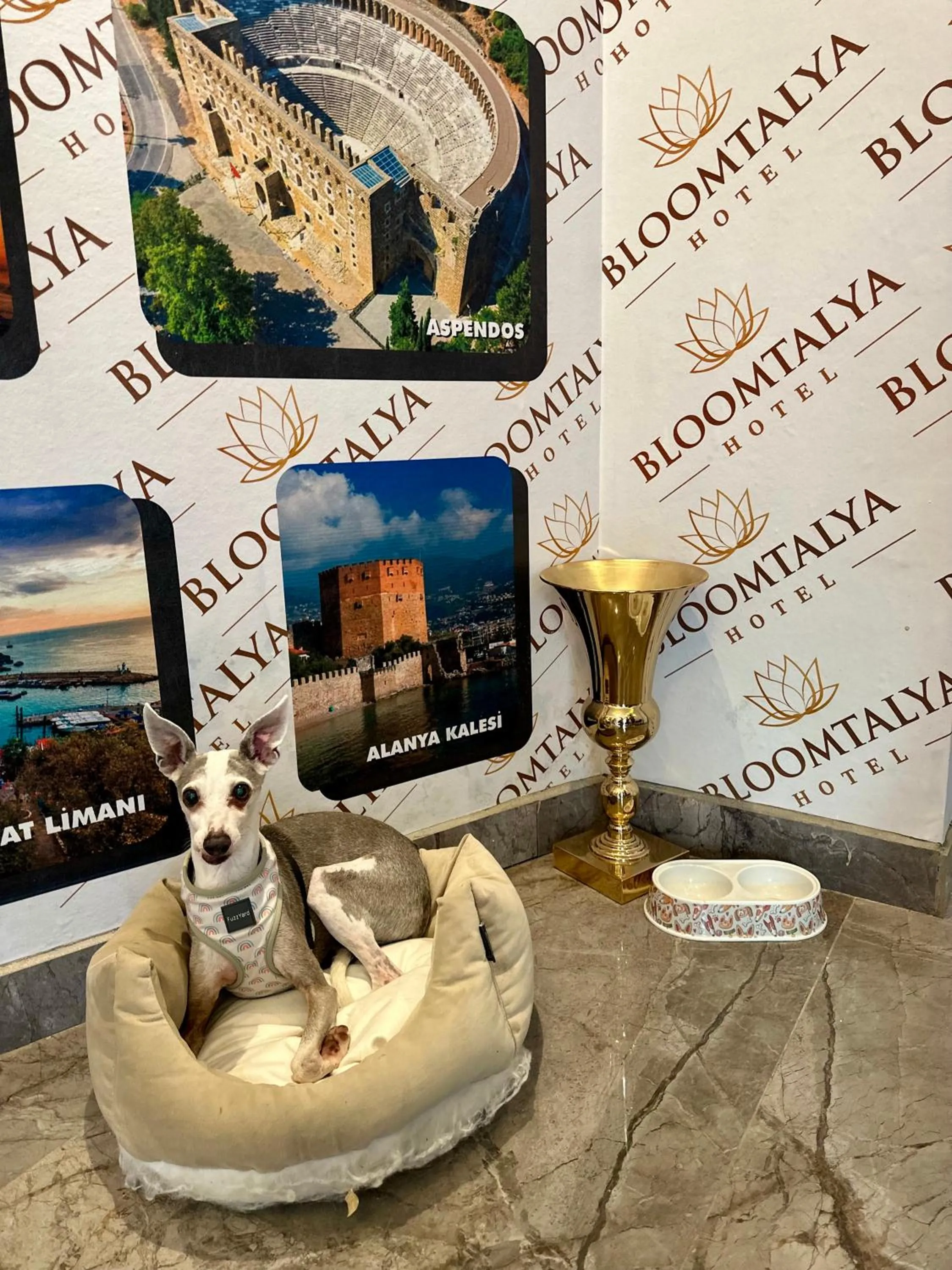 Pets in Bloomtalya Hotel