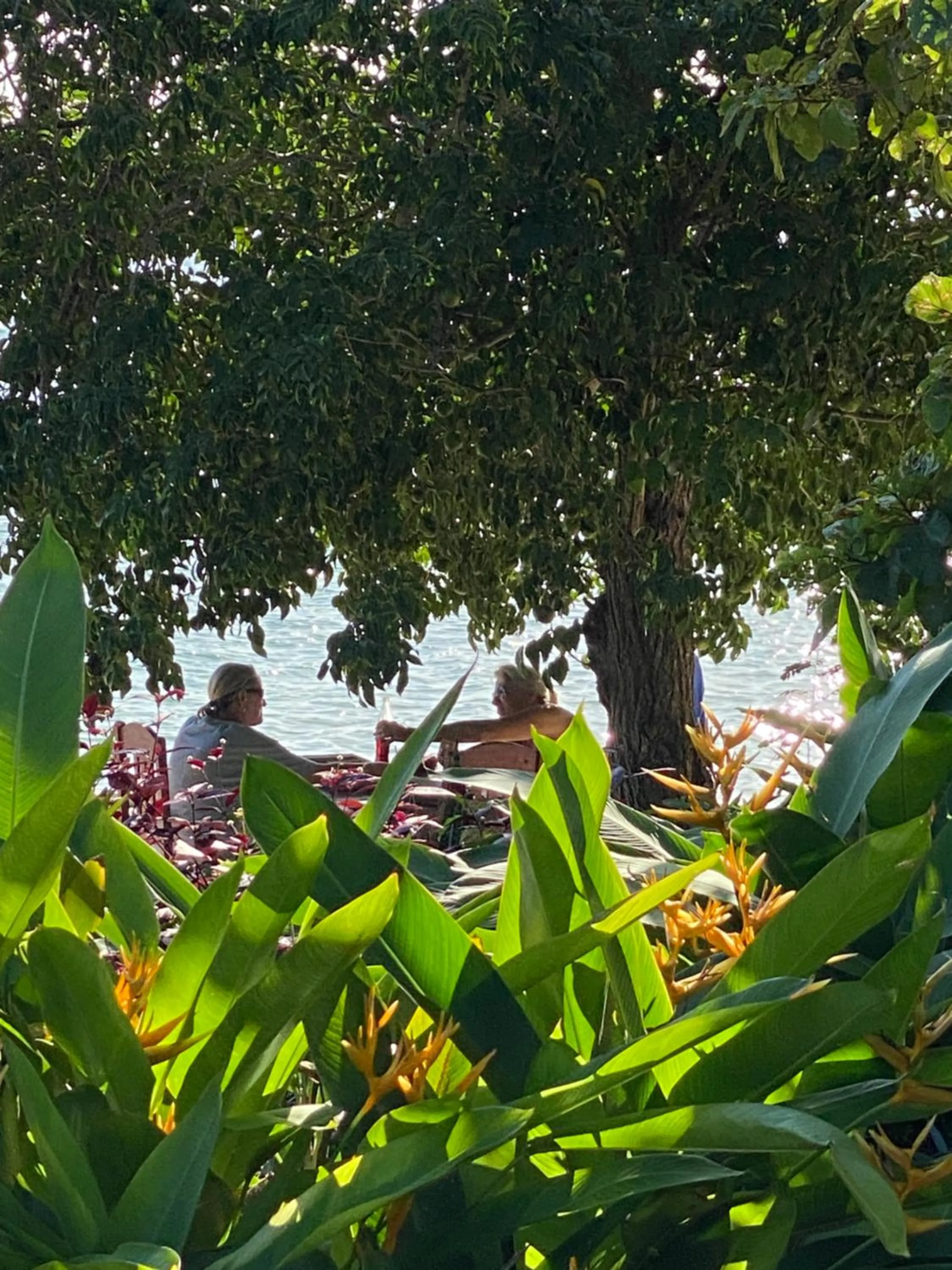 Restaurant/places to eat in Mangrove Lodge