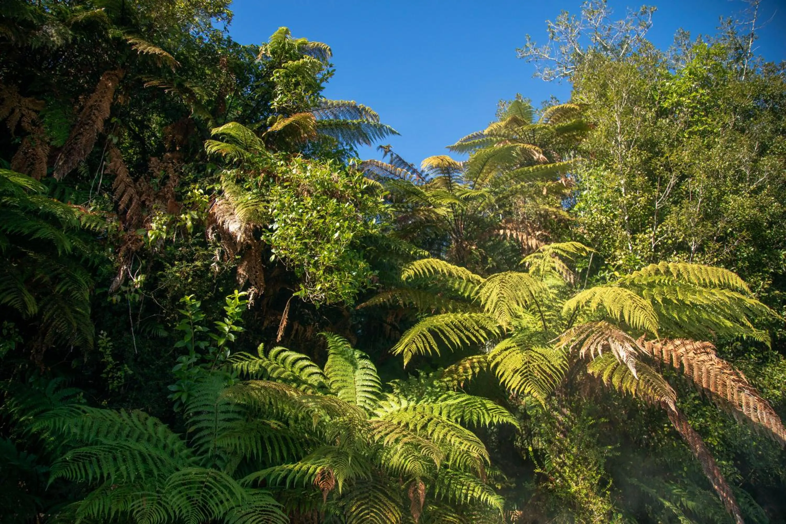 Natural landscape in Ivorytowers Accommodation