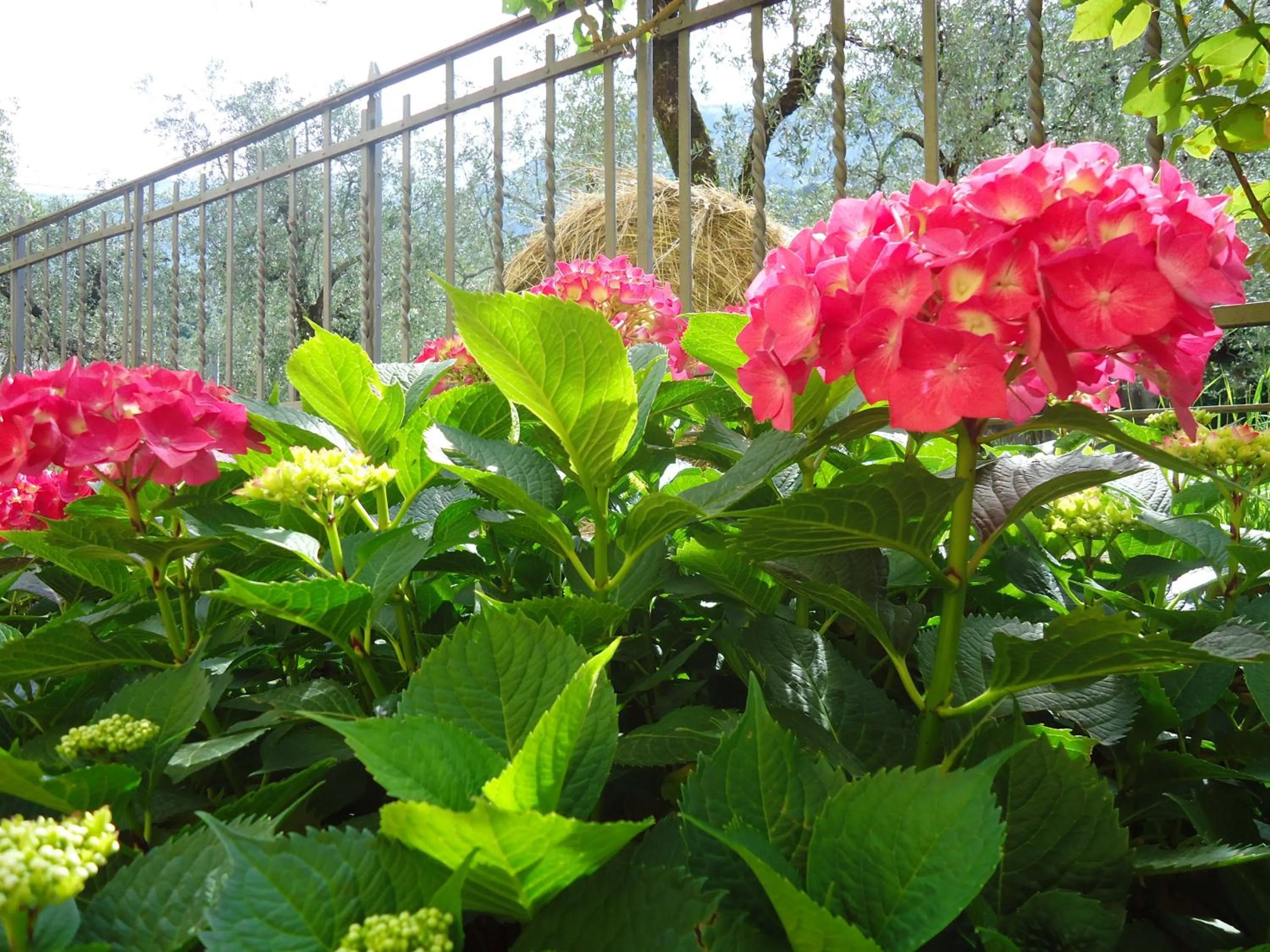 Garden in Residence il Cedro