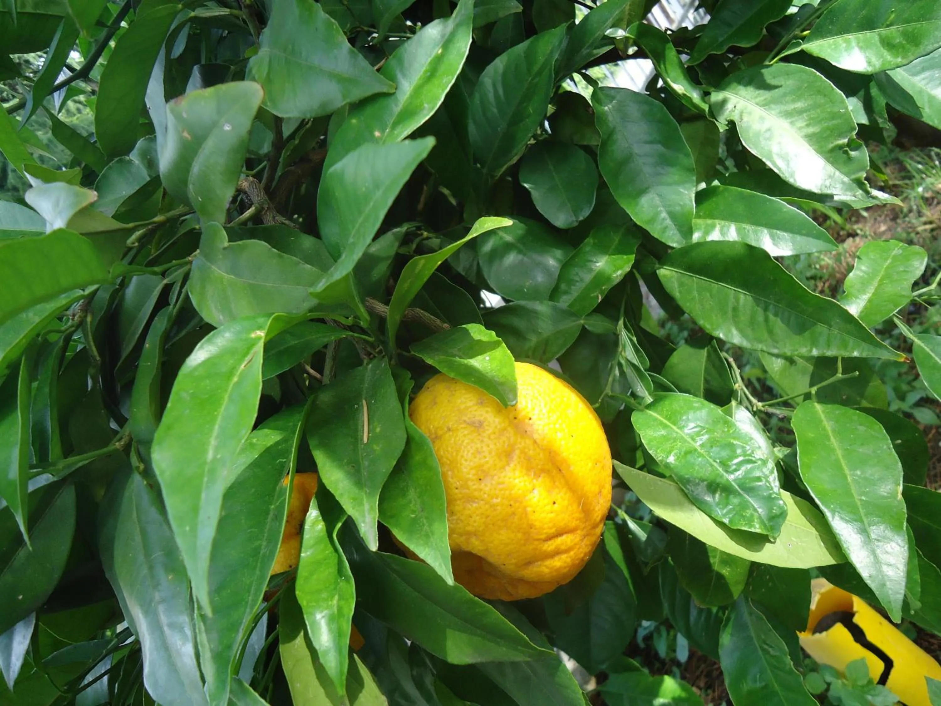Decorative detail in Residence il Cedro