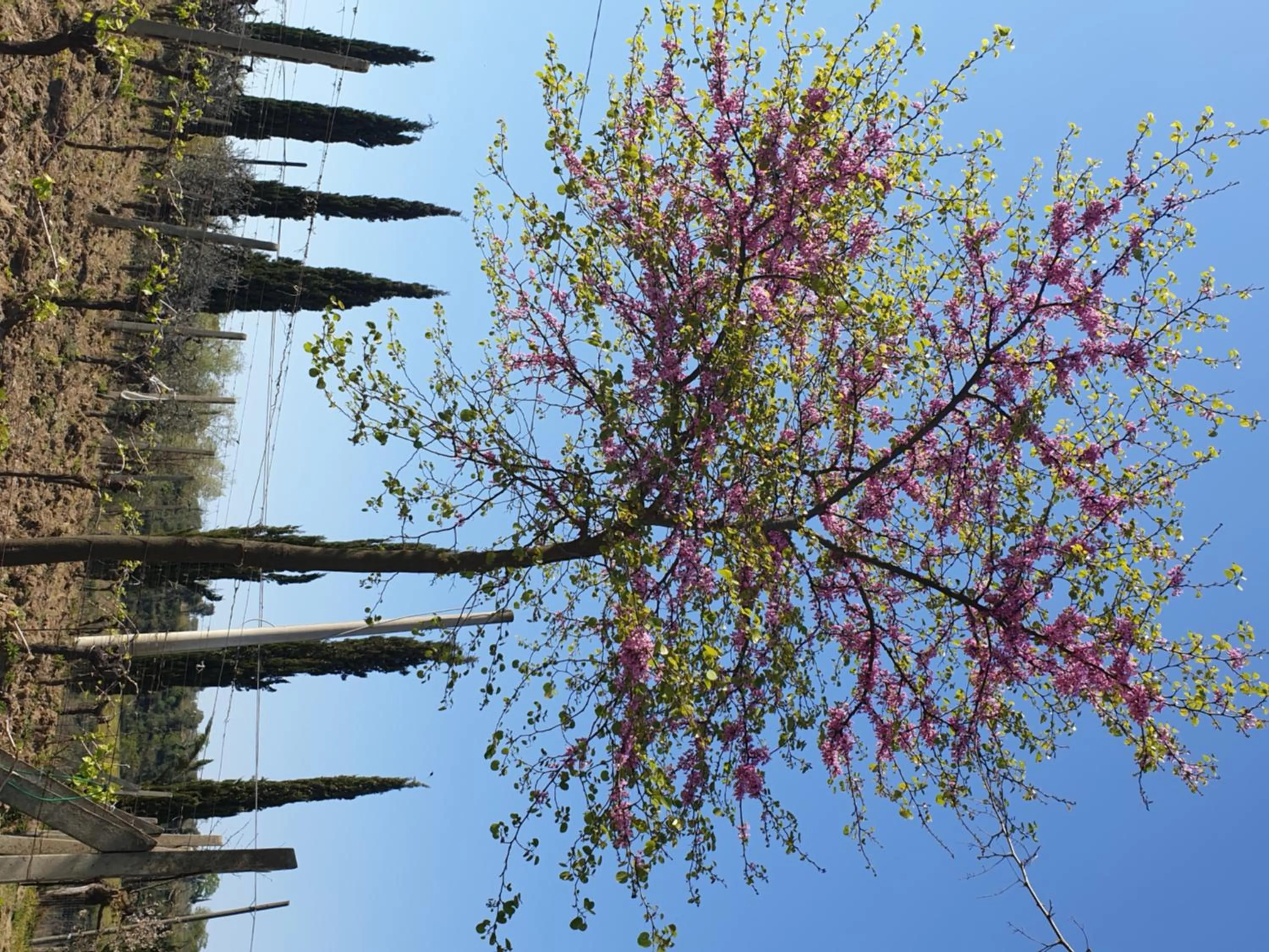 Spring in Agriturismo Villino del Grillo