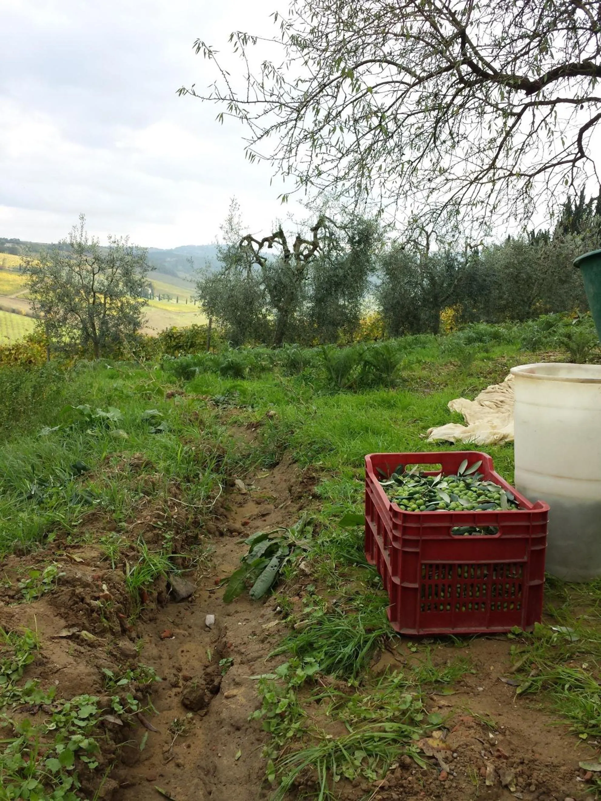 Natural landscape in Agriturismo Villino del Grillo