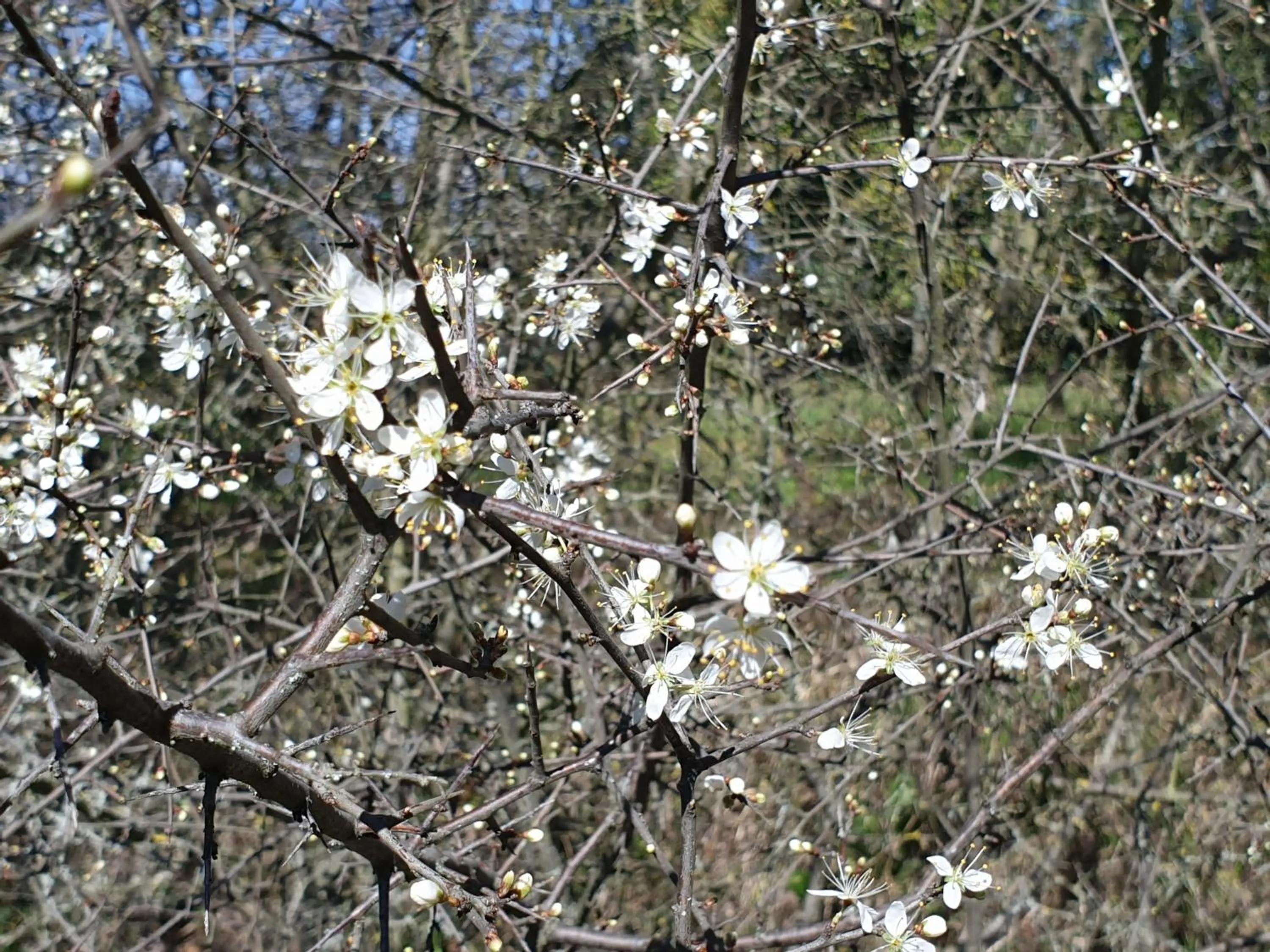 Natural landscape in Agriturismo Villino del Grillo