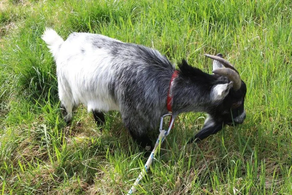 Animals in Chalets du Bois de Vache