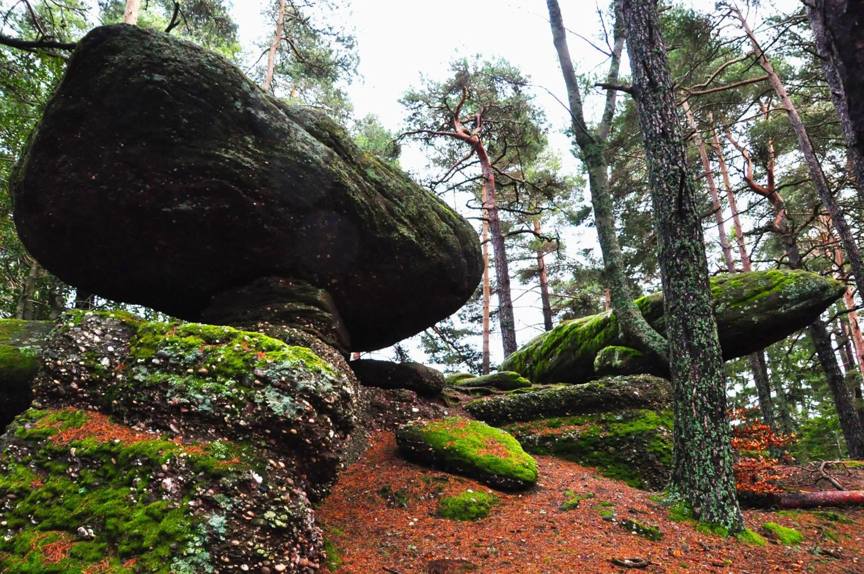 Natural landscape in Logis Hôtel - Restaurant Aux Bruyères