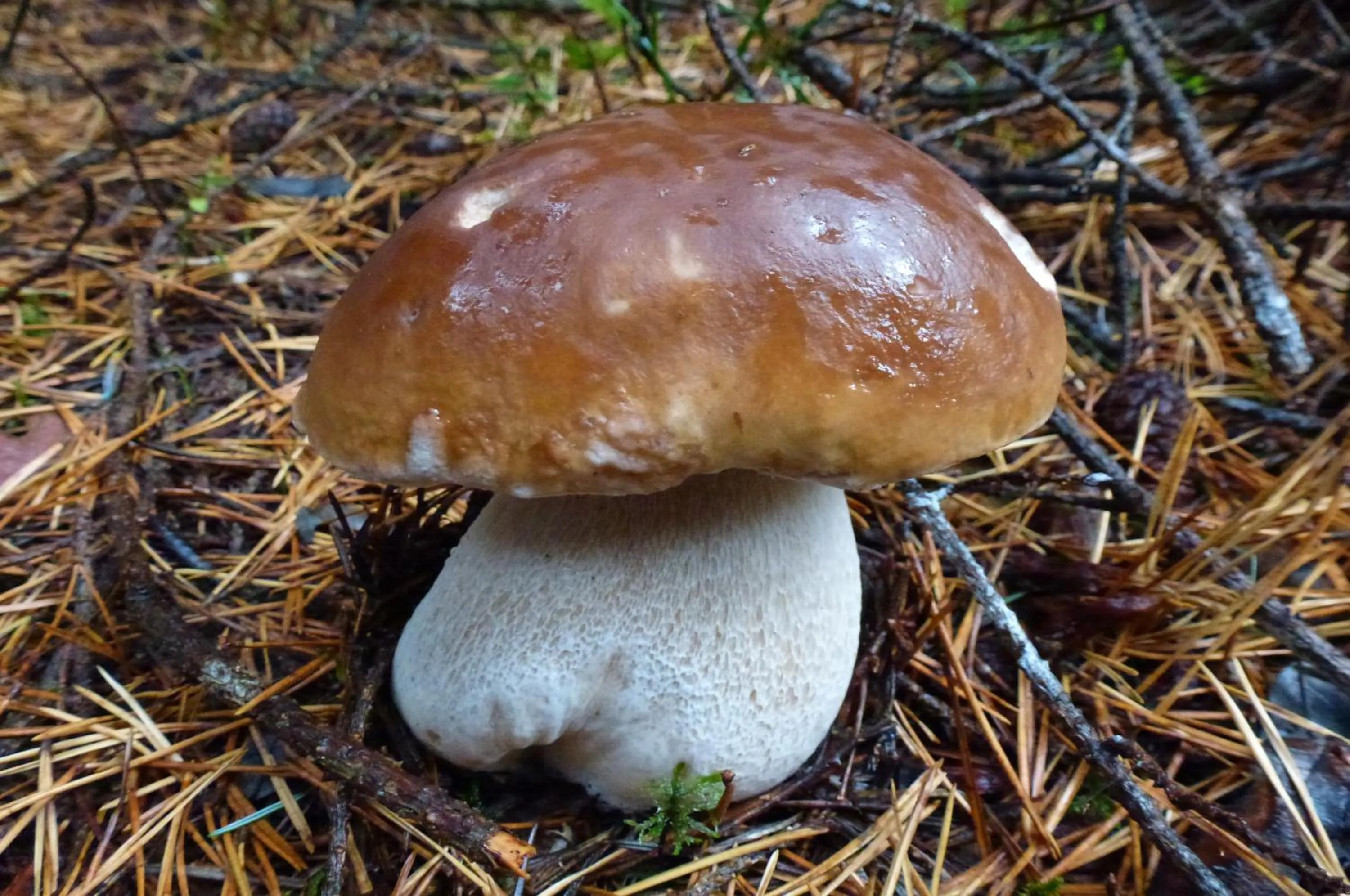 Food in Logis Hôtel - Restaurant Aux Bruyères