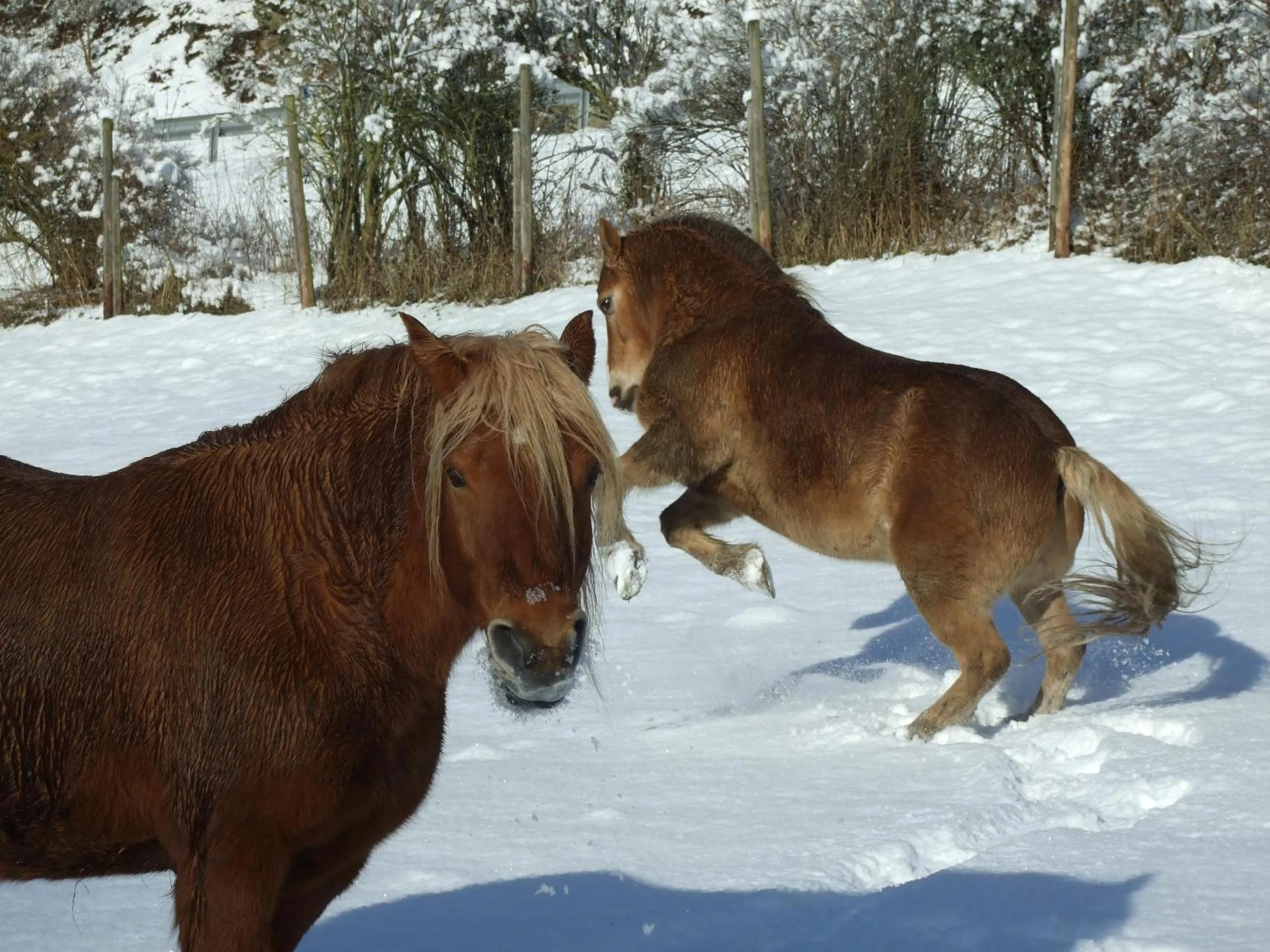 Natural landscape in Hotel Forsthaus