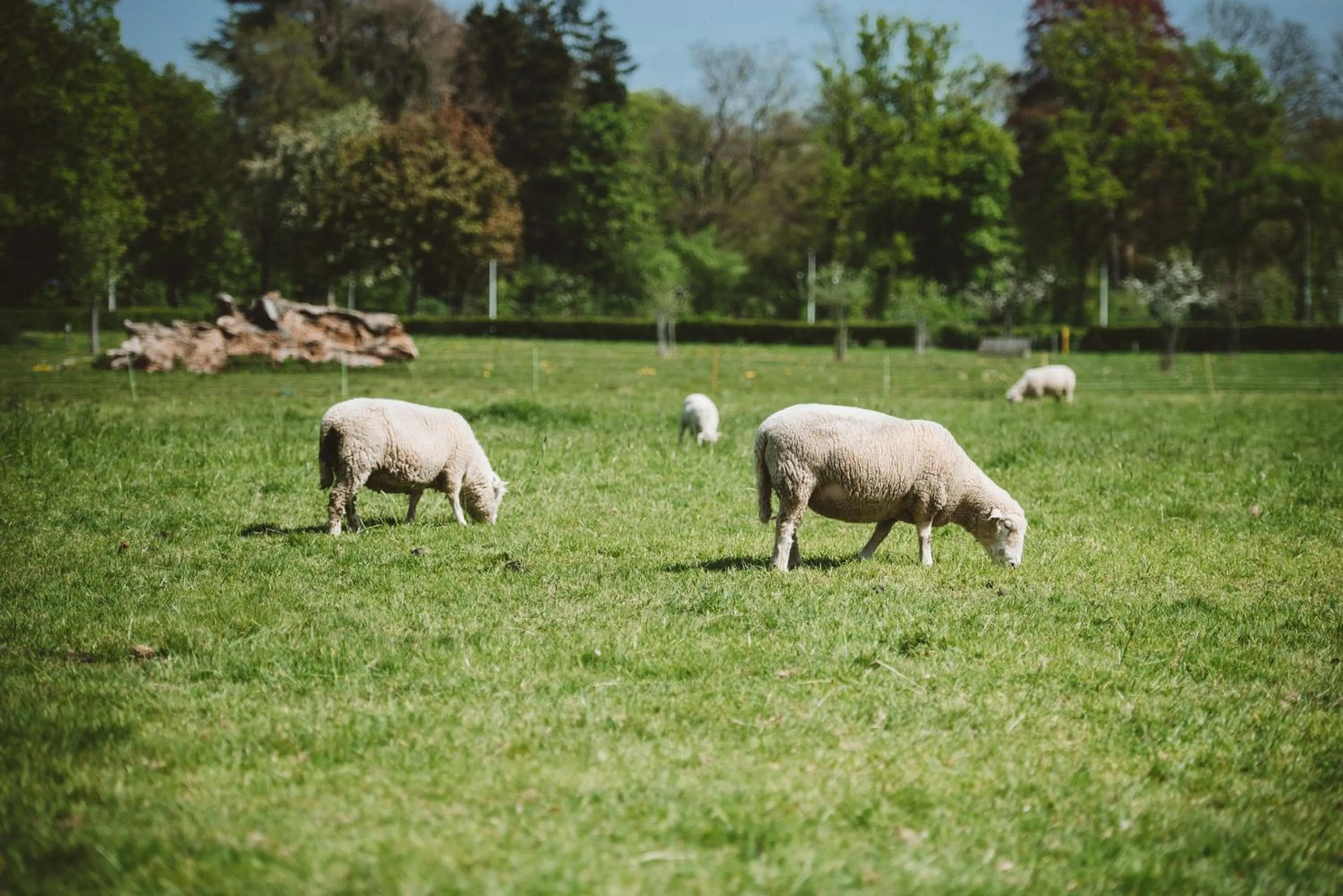 Garden in Vaeshartelt Maastricht