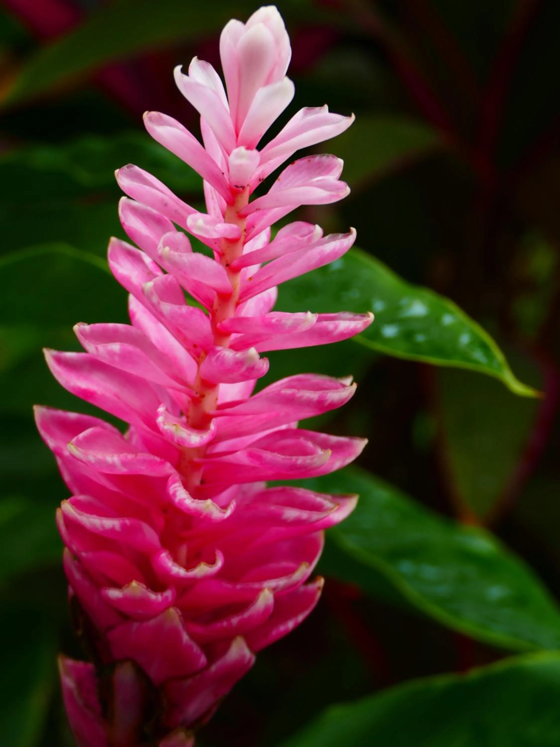 Garden in Maoritsio Garden Studios
