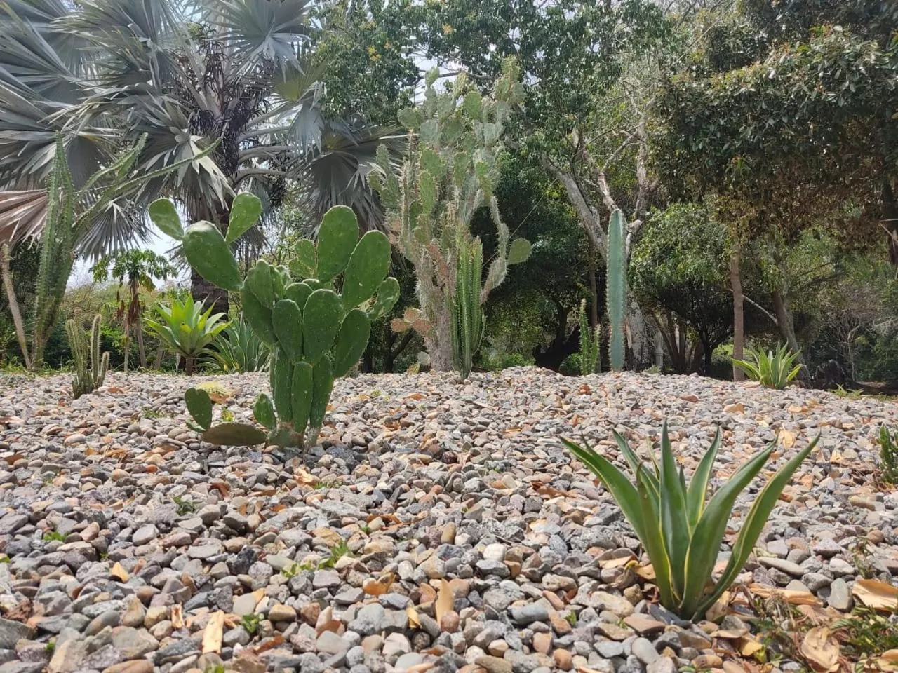 Garden in Arizona Ranch Hotel