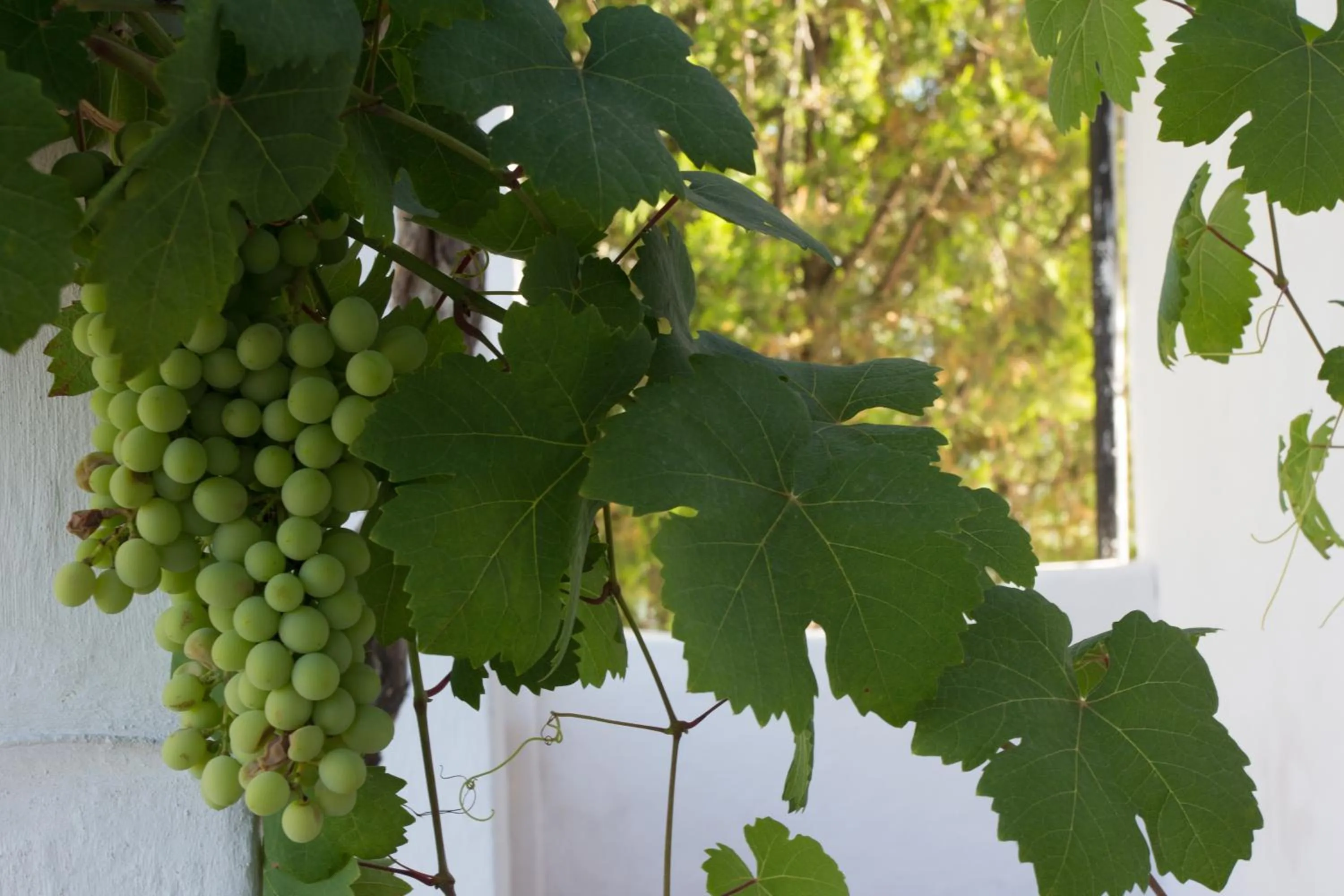 Summer in De Kombuys