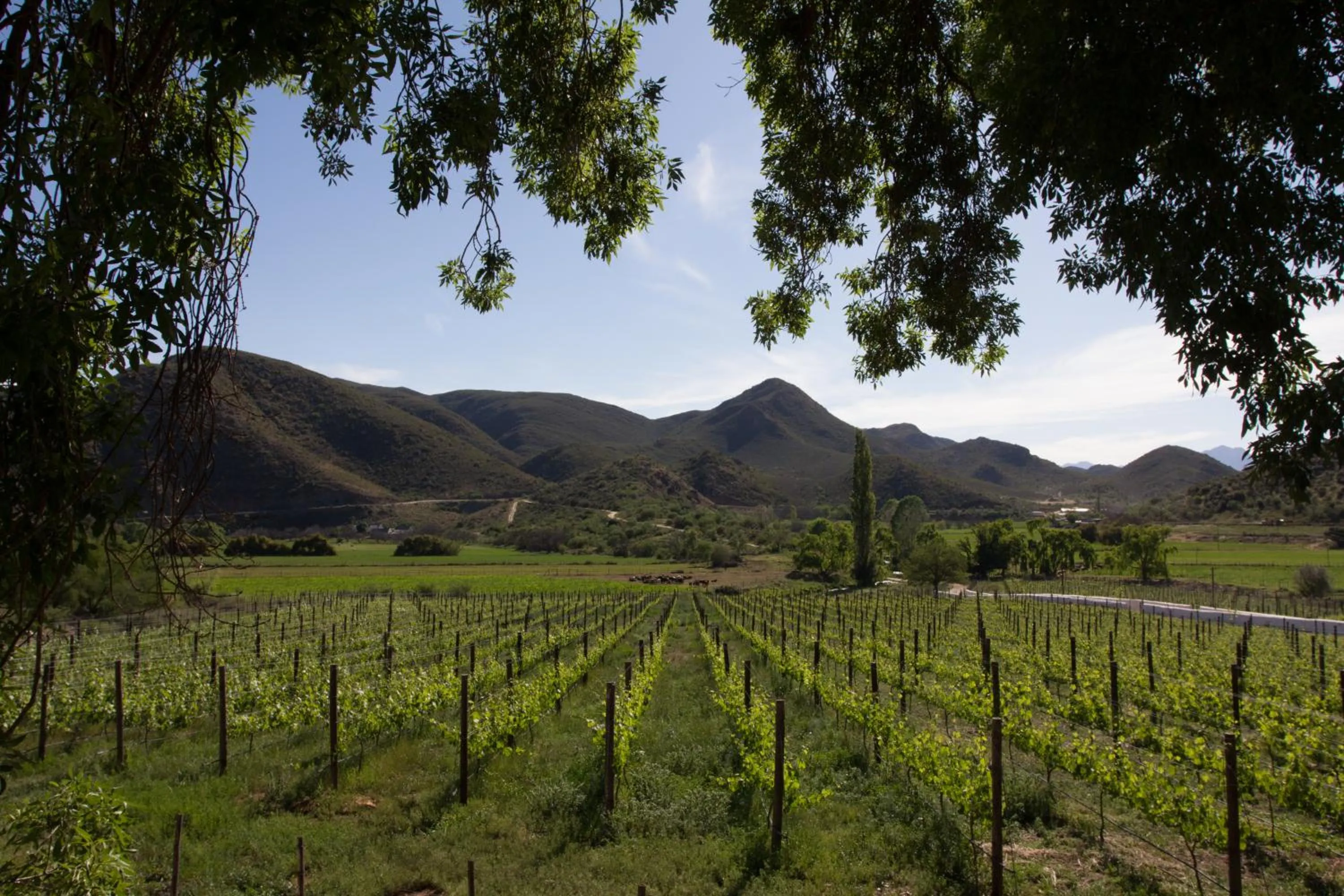 Natural landscape in De Kombuys