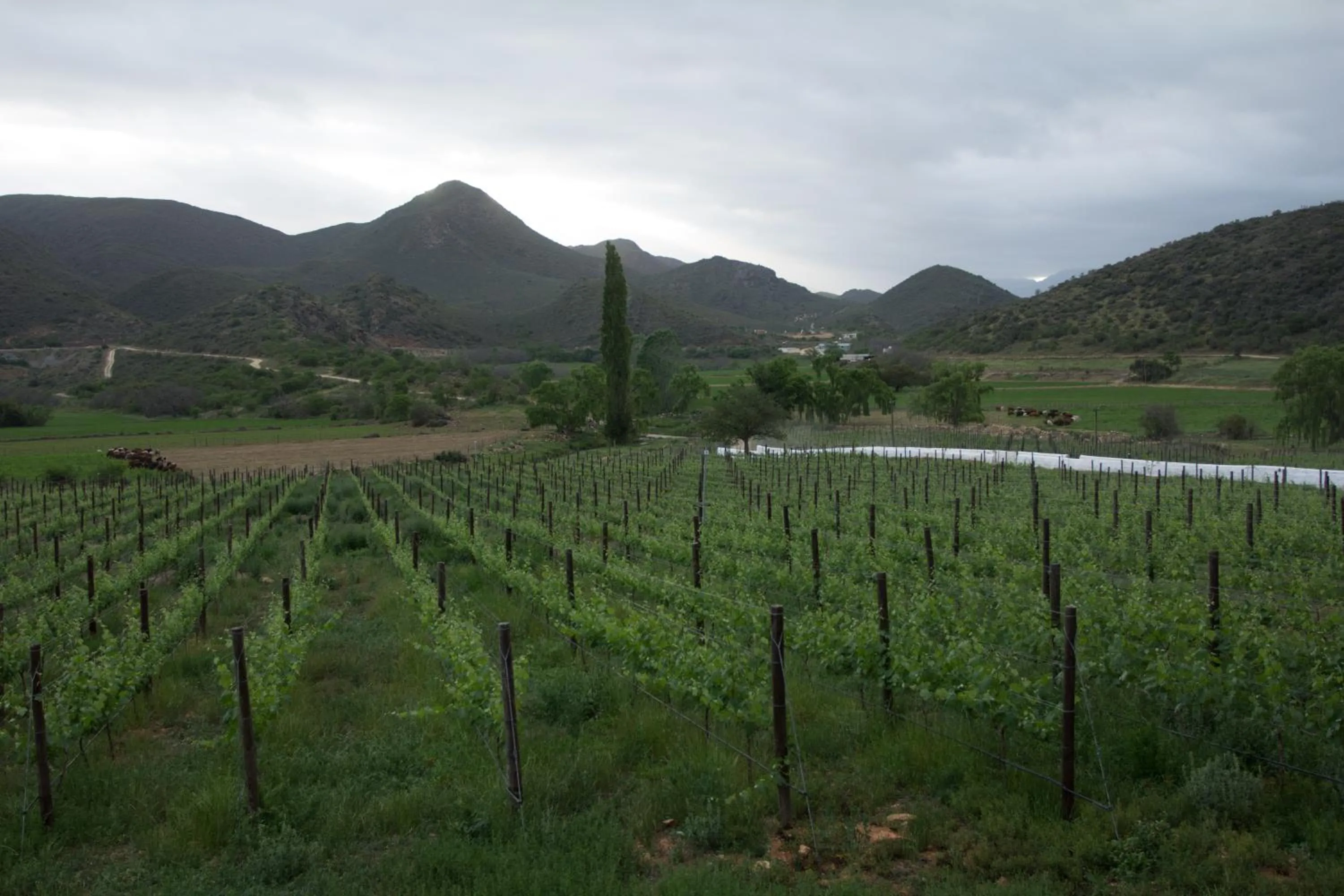 Garden view in De Kombuys