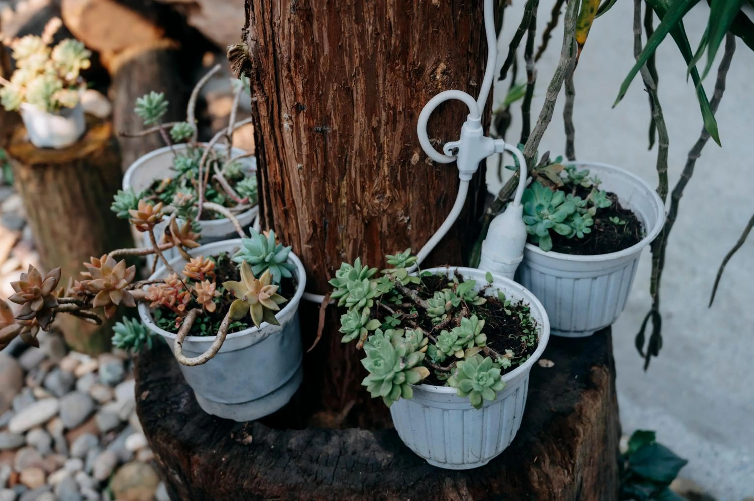 Sinai Bungalow & Hotel SaPa