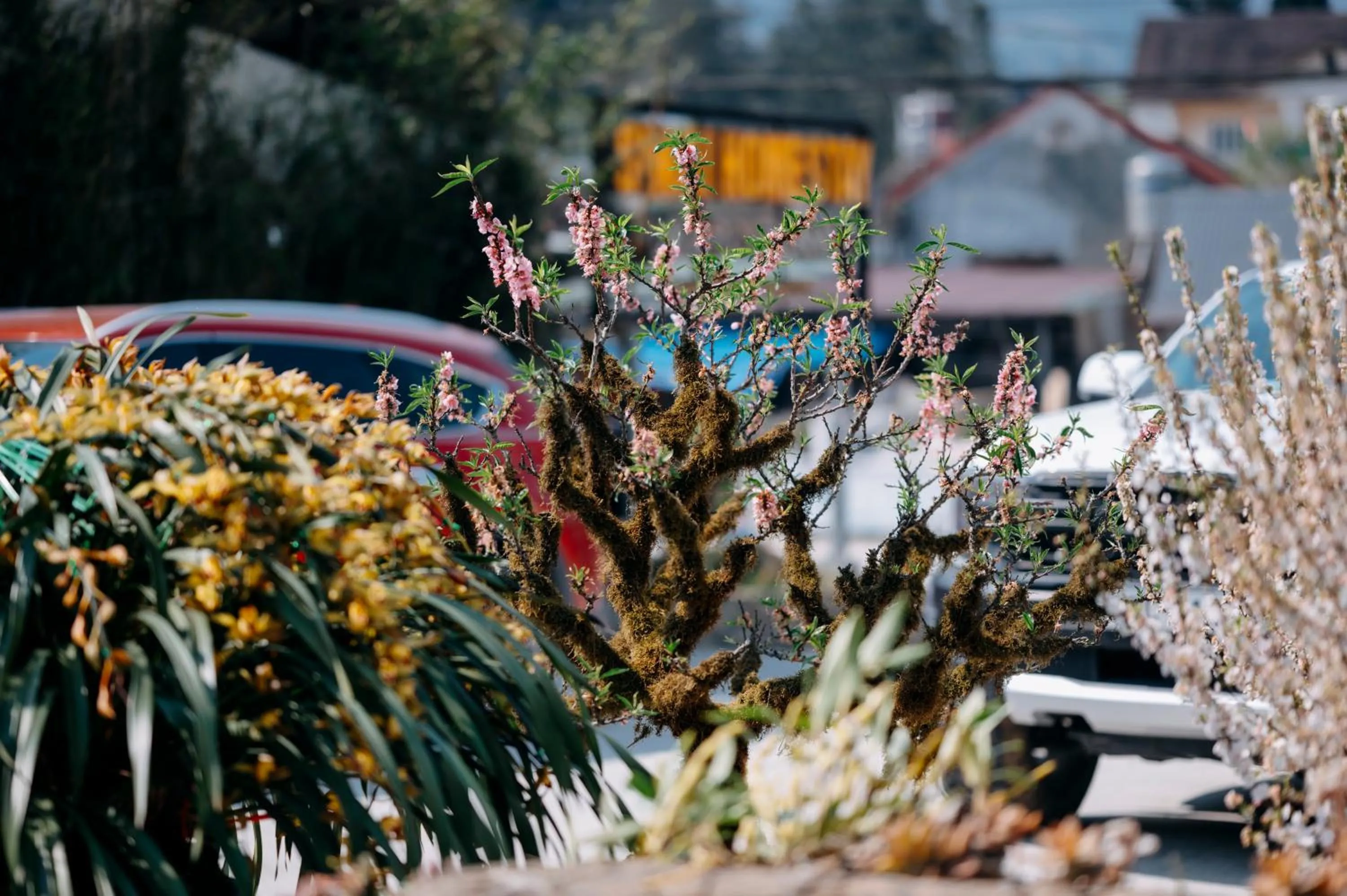 Sinai Bungalow & Hotel SaPa