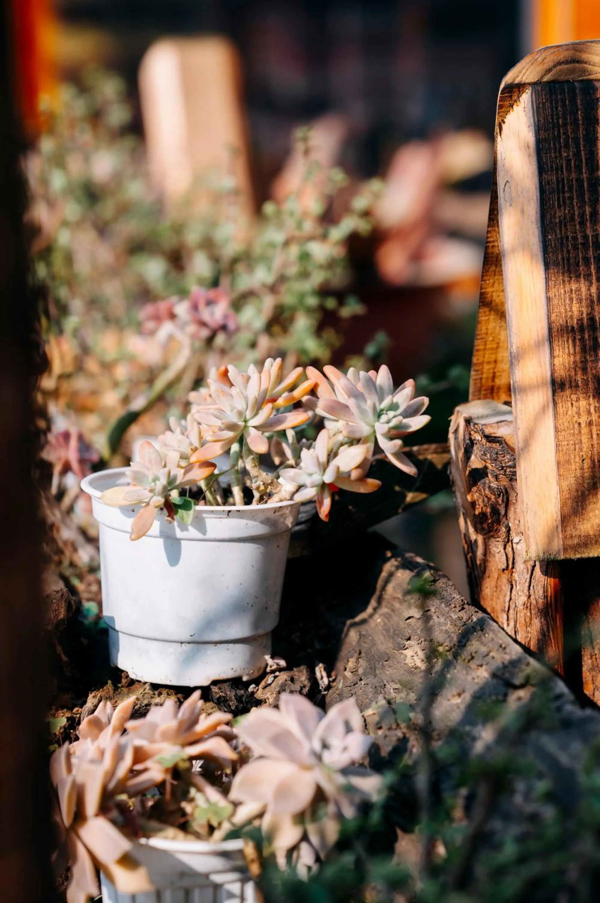 Sinai Bungalow & Hotel SaPa