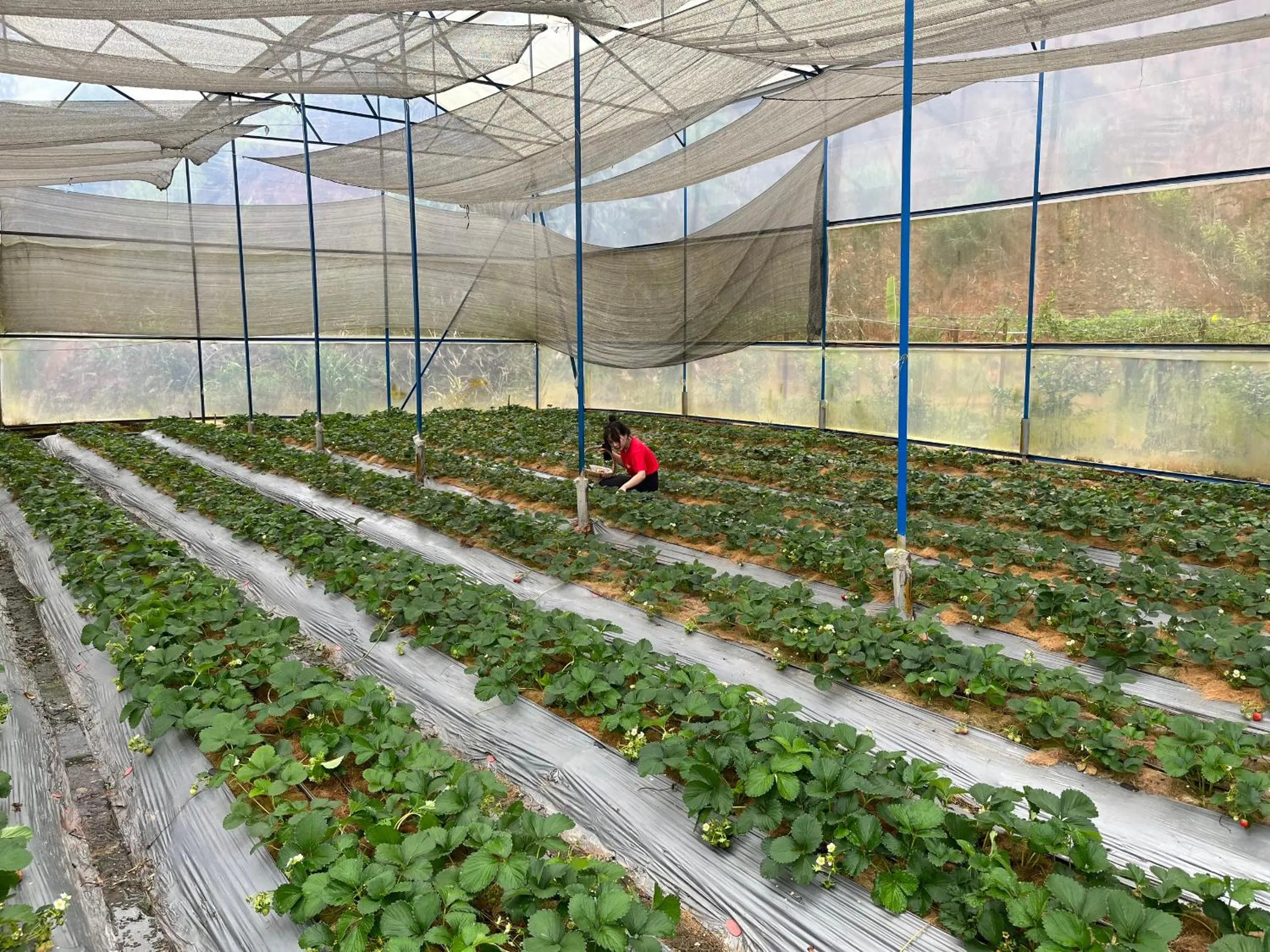 Garden in Lat Valley Retreat Village