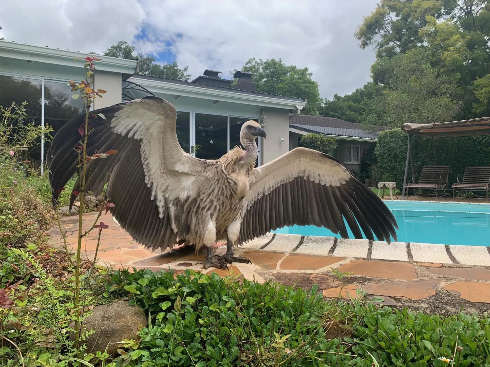 Animals in Cathkin Cottage Bed & Breakfast