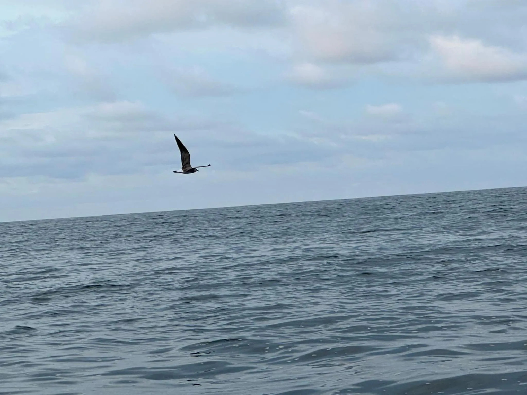 Animals in El Deseo Serendipity Tortuguero