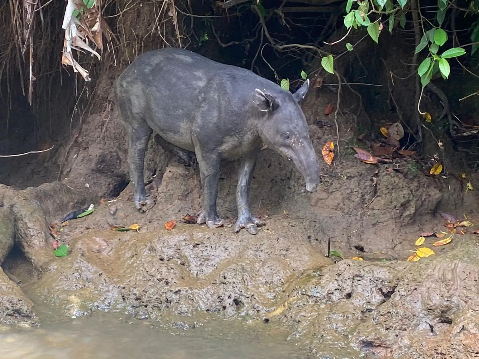 Day in El Deseo Serendipity Tortuguero