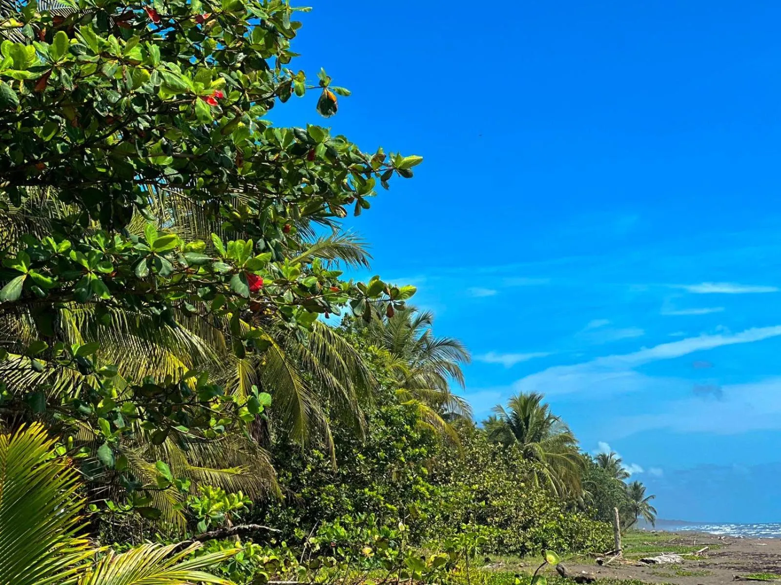 Natural landscape in El Deseo Serendipity Tortuguero