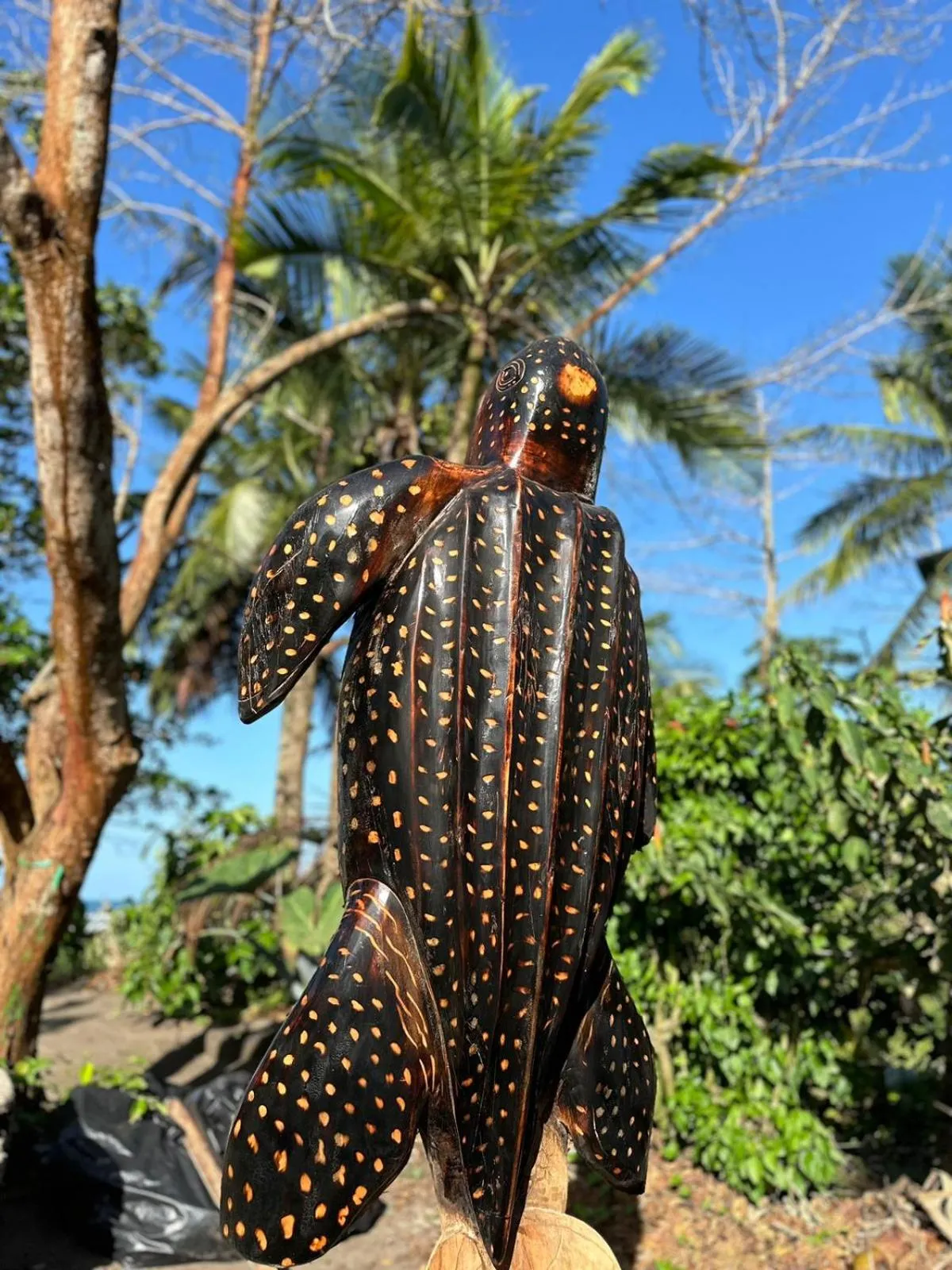 Day in El Deseo Serendipity Tortuguero